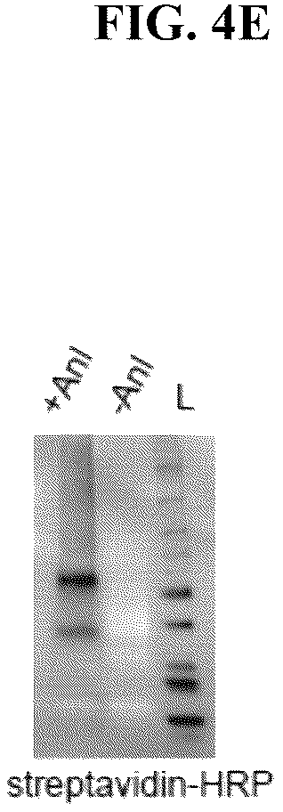 Patent US12139815 Figure 7 – Methods for rapid detection of immunogenic epitopes in biothreat agents and emerging pathogens for peptide vaccines and therapeutics