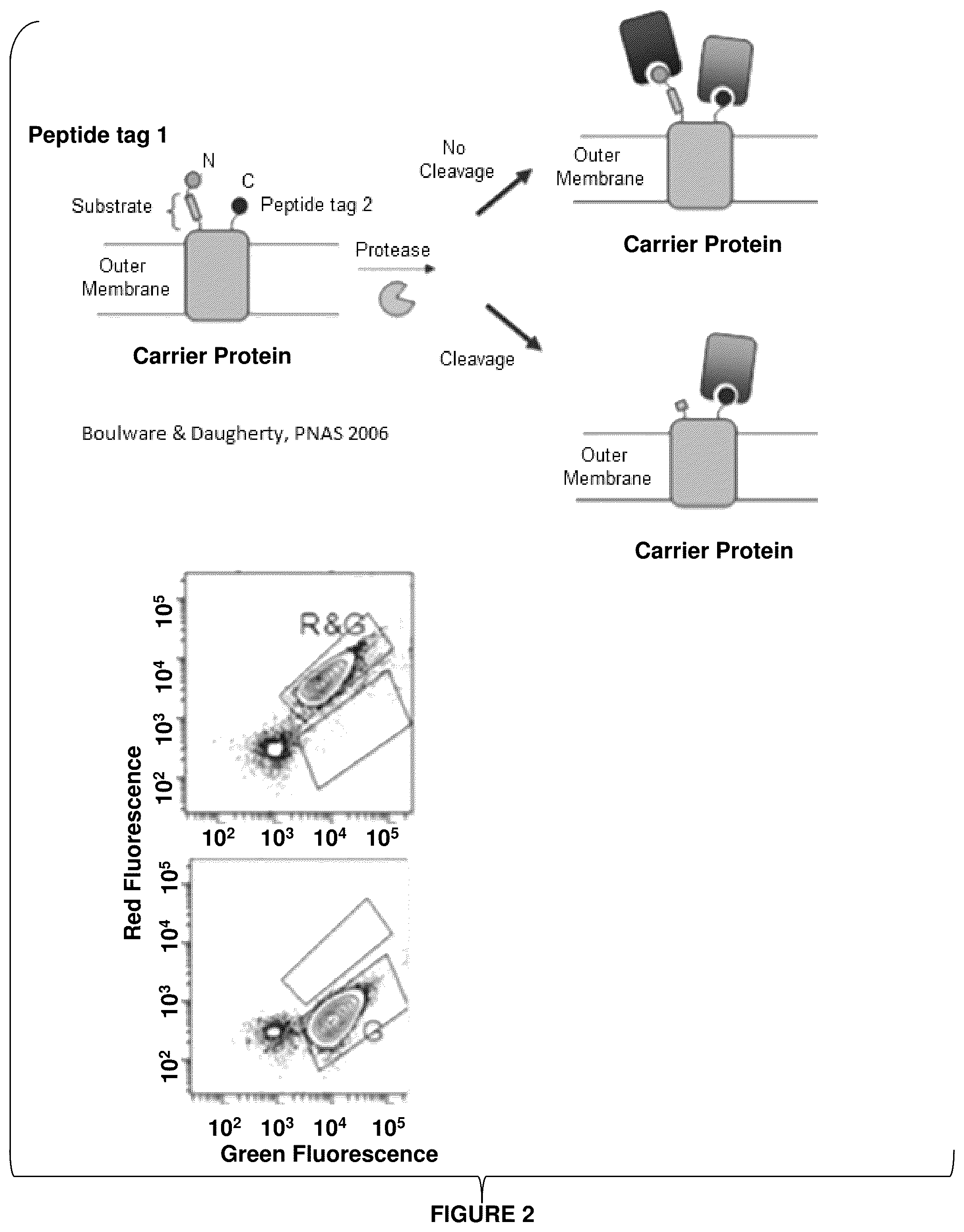 Patent US12139816 Figure 2 – Protease-resistant systems for polypeptide display and methods of making and using thereof