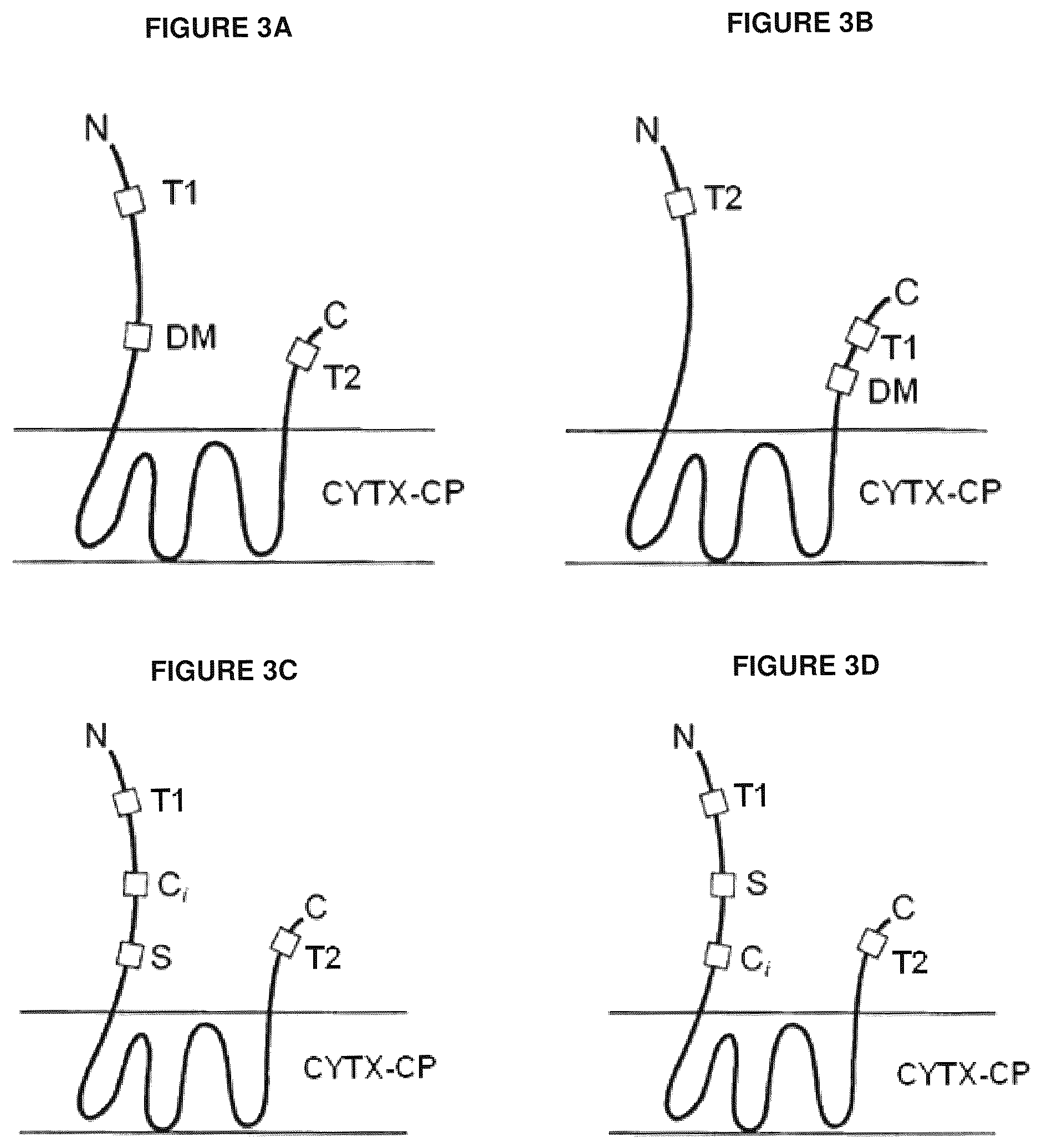 Patent US12139816 Figure 3 – Protease-resistant systems for polypeptide display and methods of making and using thereof