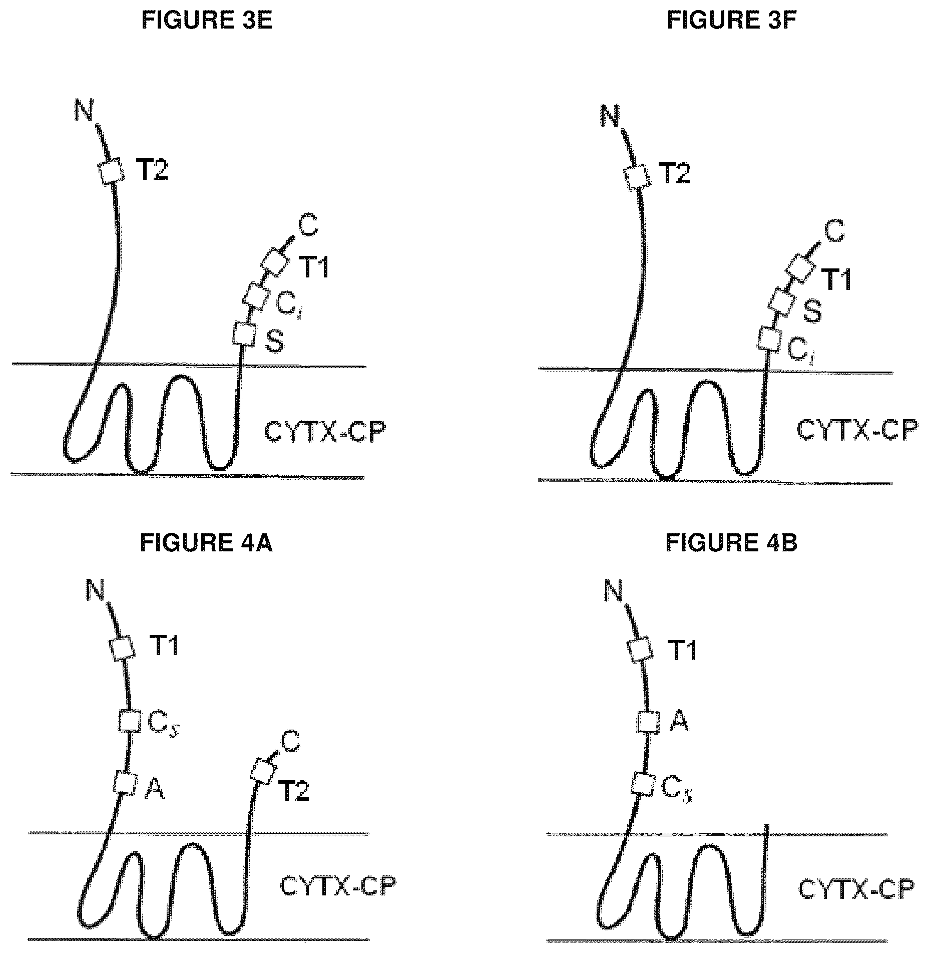 Patent US12139816 Figure 4 – Protease-resistant systems for polypeptide display and methods of making and using thereof