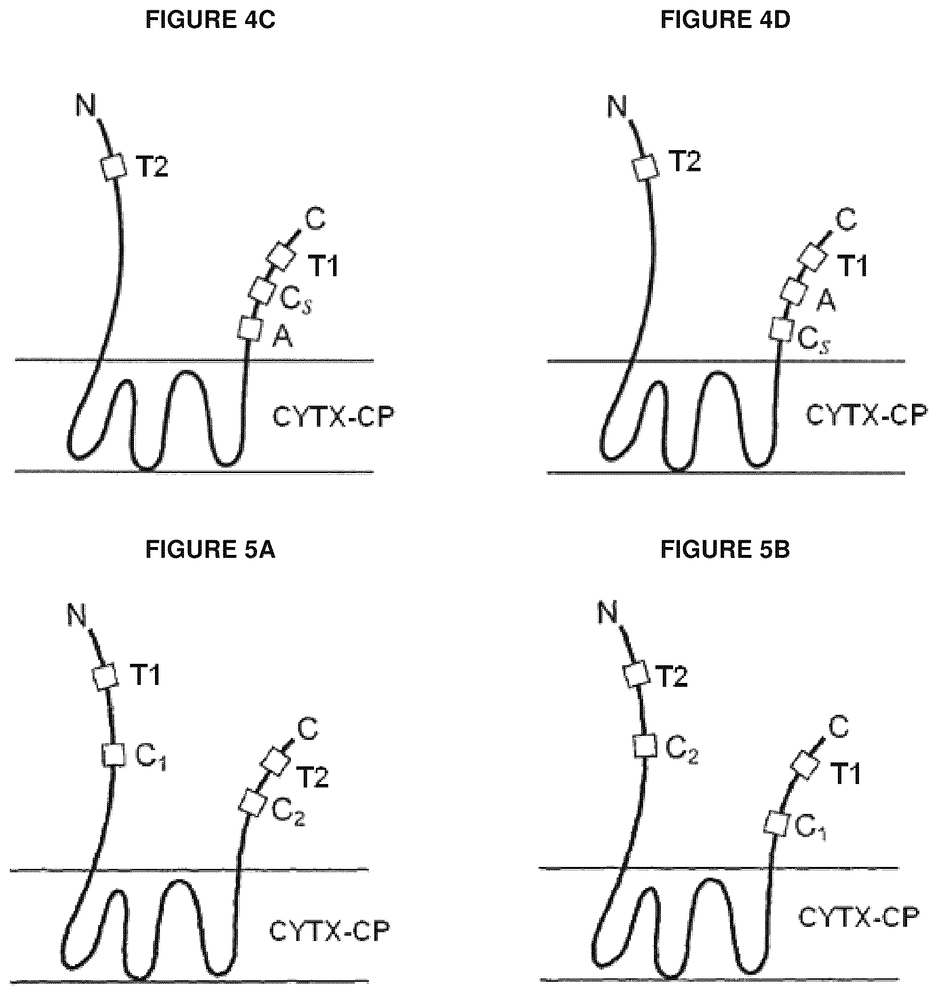 Patent US12139816 Figure 5 – Protease-resistant systems for polypeptide display and methods of making and using thereof