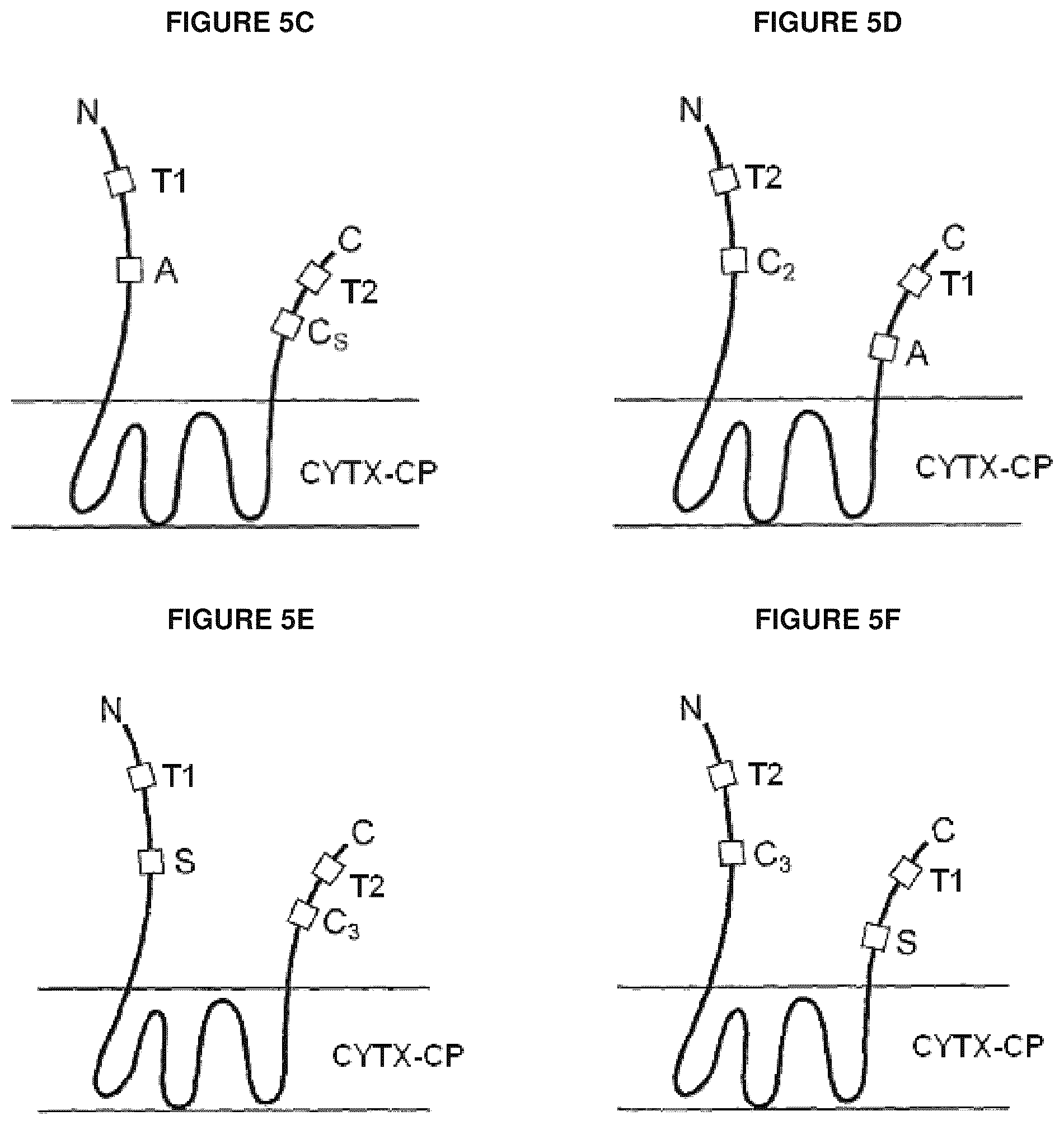 Patent US12139816 Figure 6 – Protease-resistant systems for polypeptide display and methods of making and using thereof