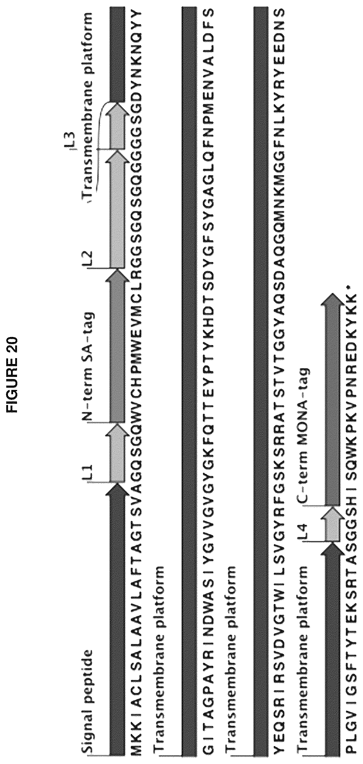 Patent US12139816 Figure 20 – Protease-resistant systems for polypeptide display and methods of making and using thereof
