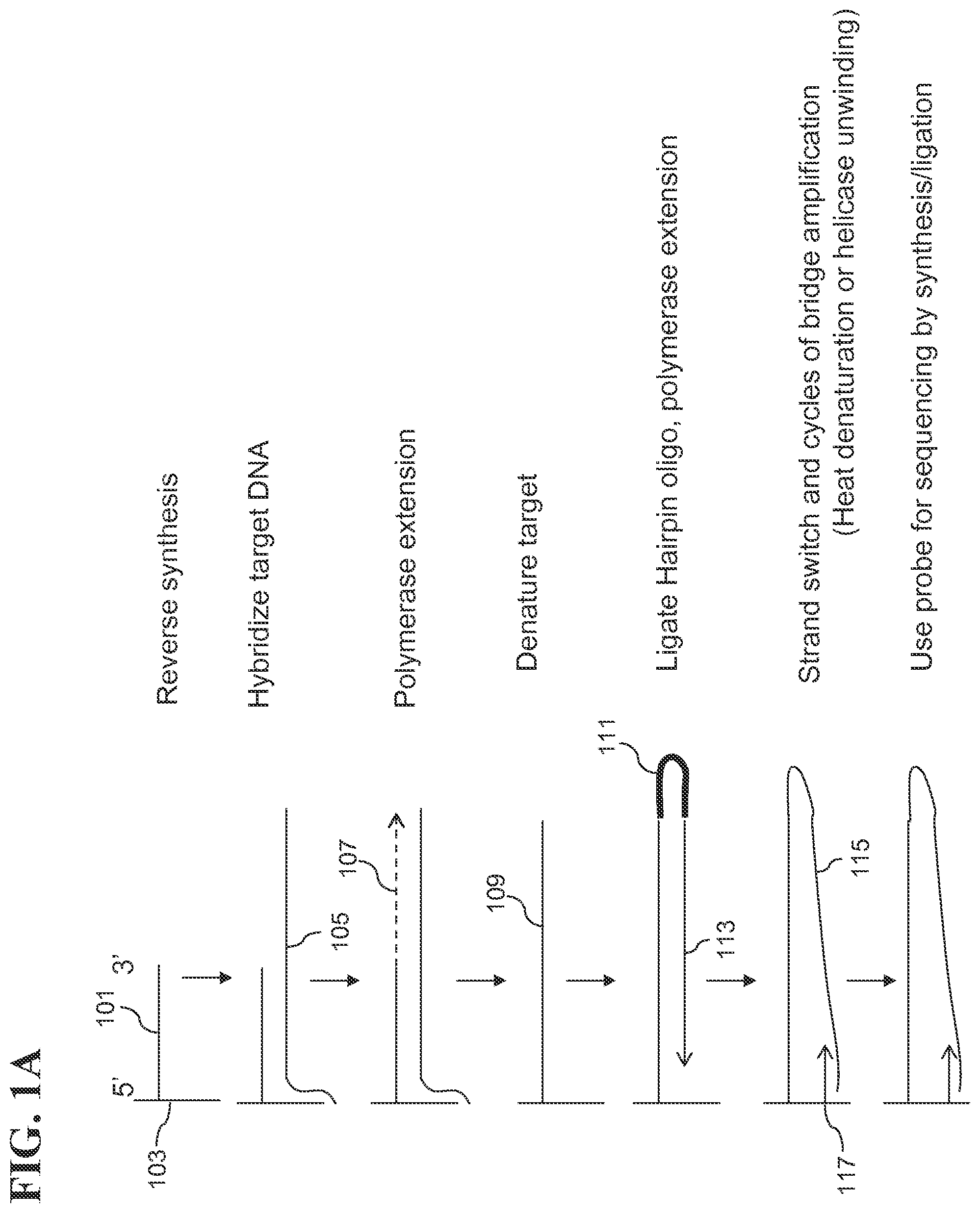 Patent US12139817 — Locus specific amplification using array probes — Figure 1