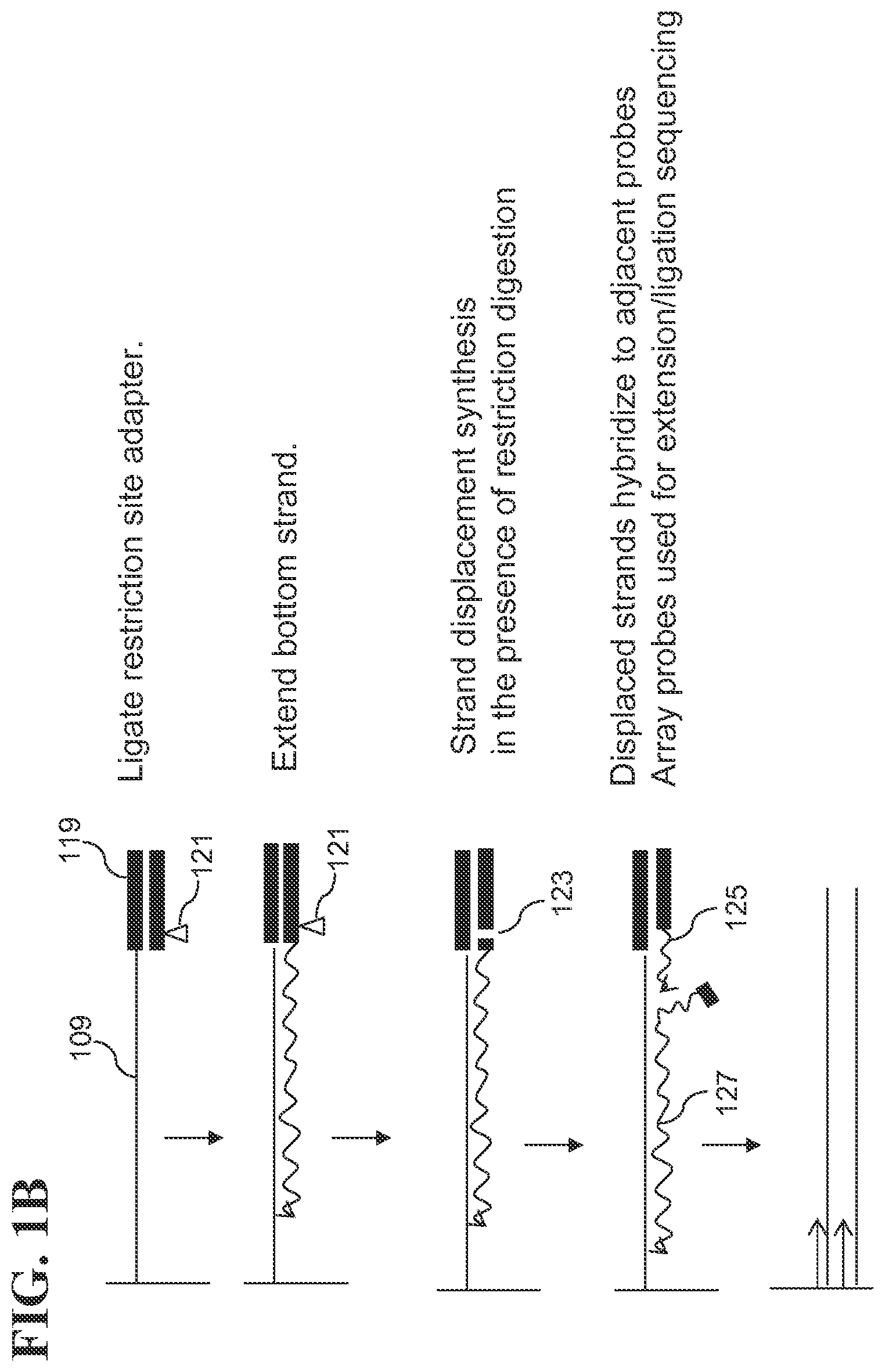 Patent US12139817 Figure 2 – Locus specific amplification using array probes