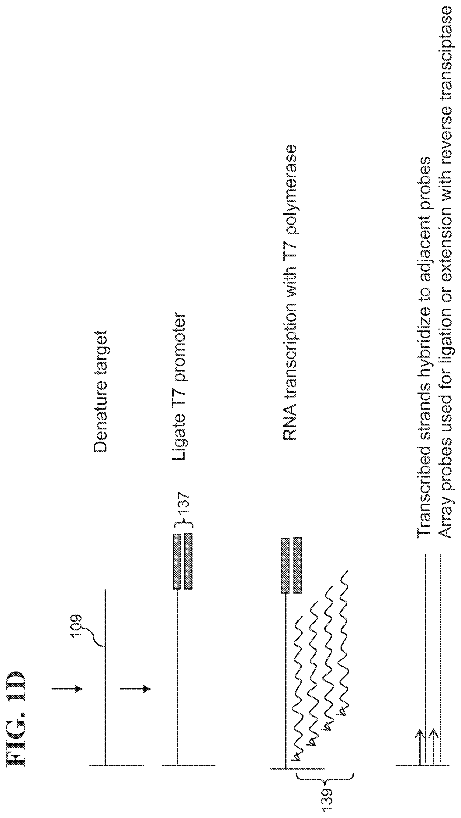 Patent US12139817 Figure 4 – Locus specific amplification using array probes