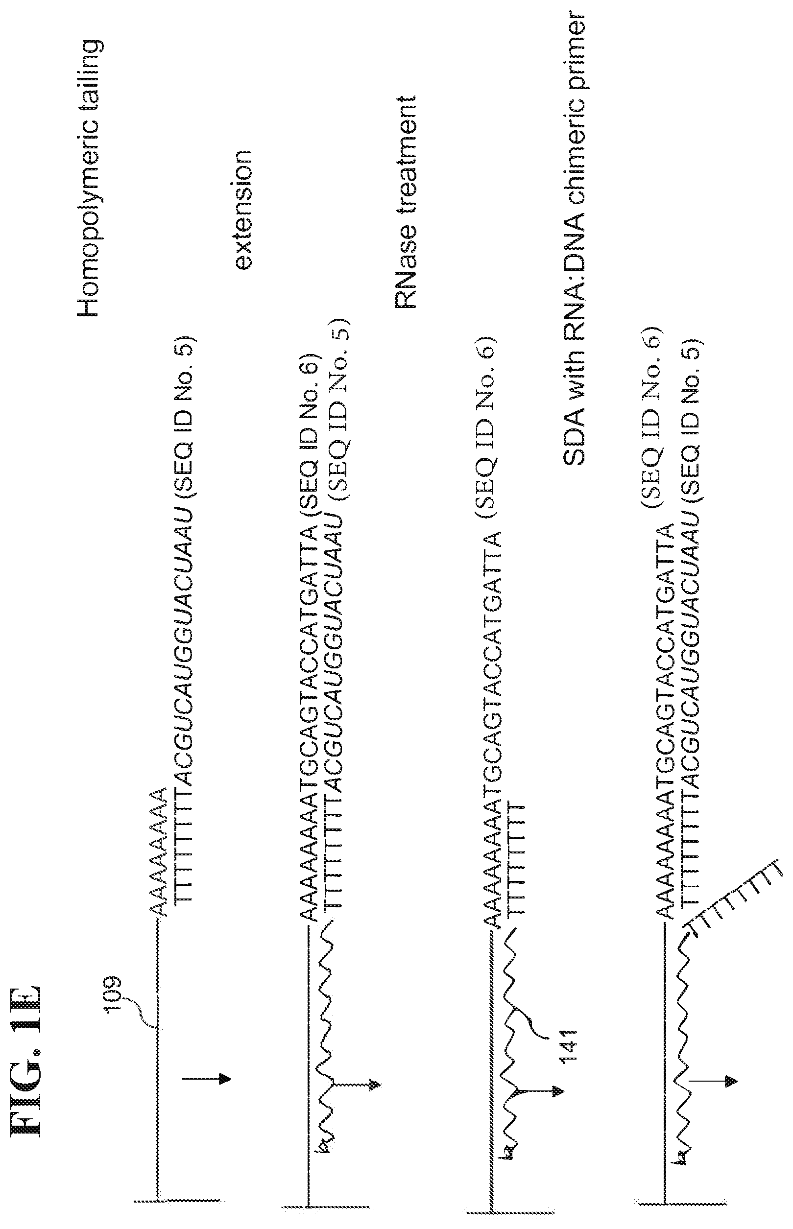 Patent US12139817 Figure 5 – Locus specific amplification using array probes