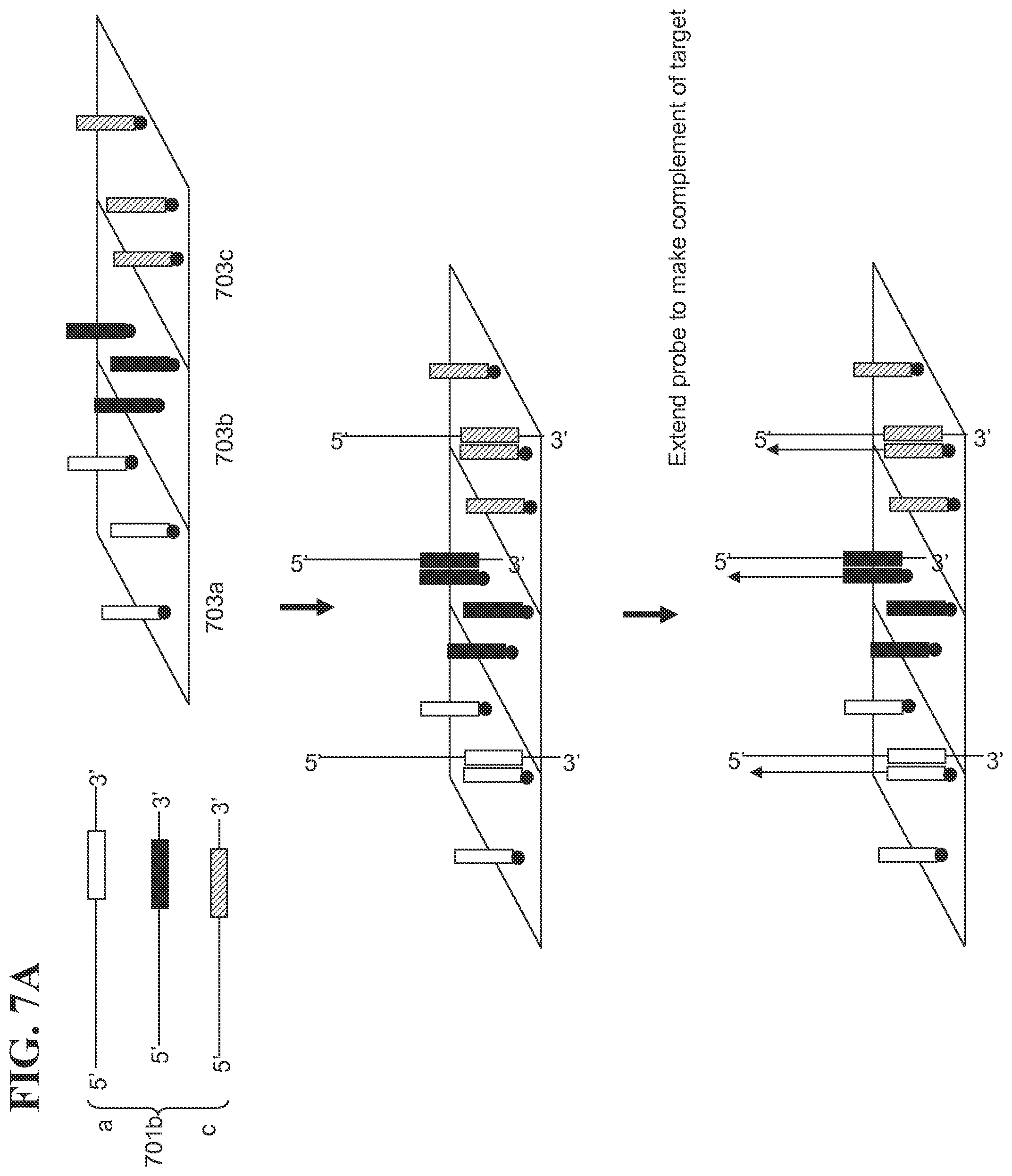 Patent US12139817 Figure 12 – Locus specific amplification using array probes
