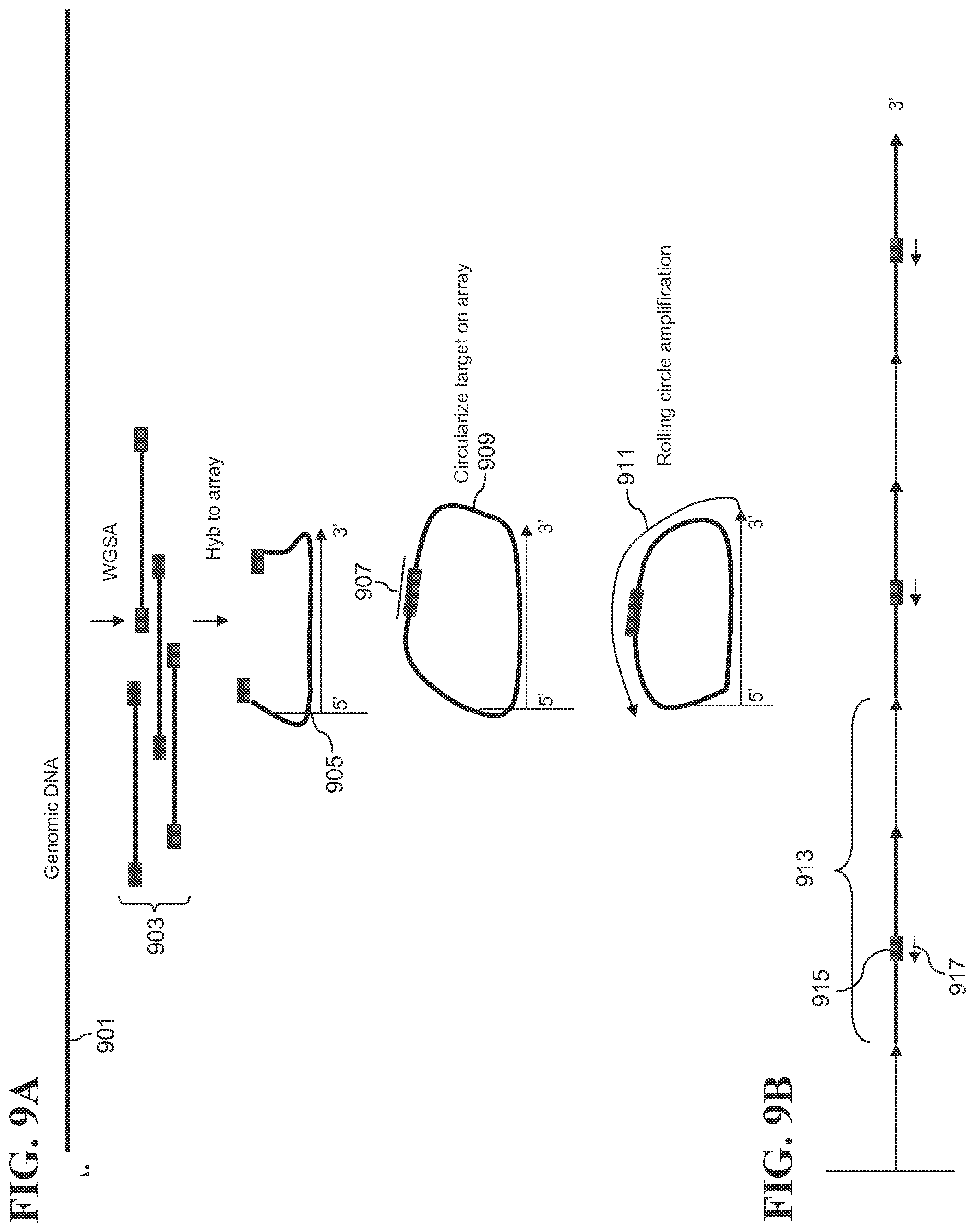 Patent US12139817 Figure 15 – Locus specific amplification using array probes