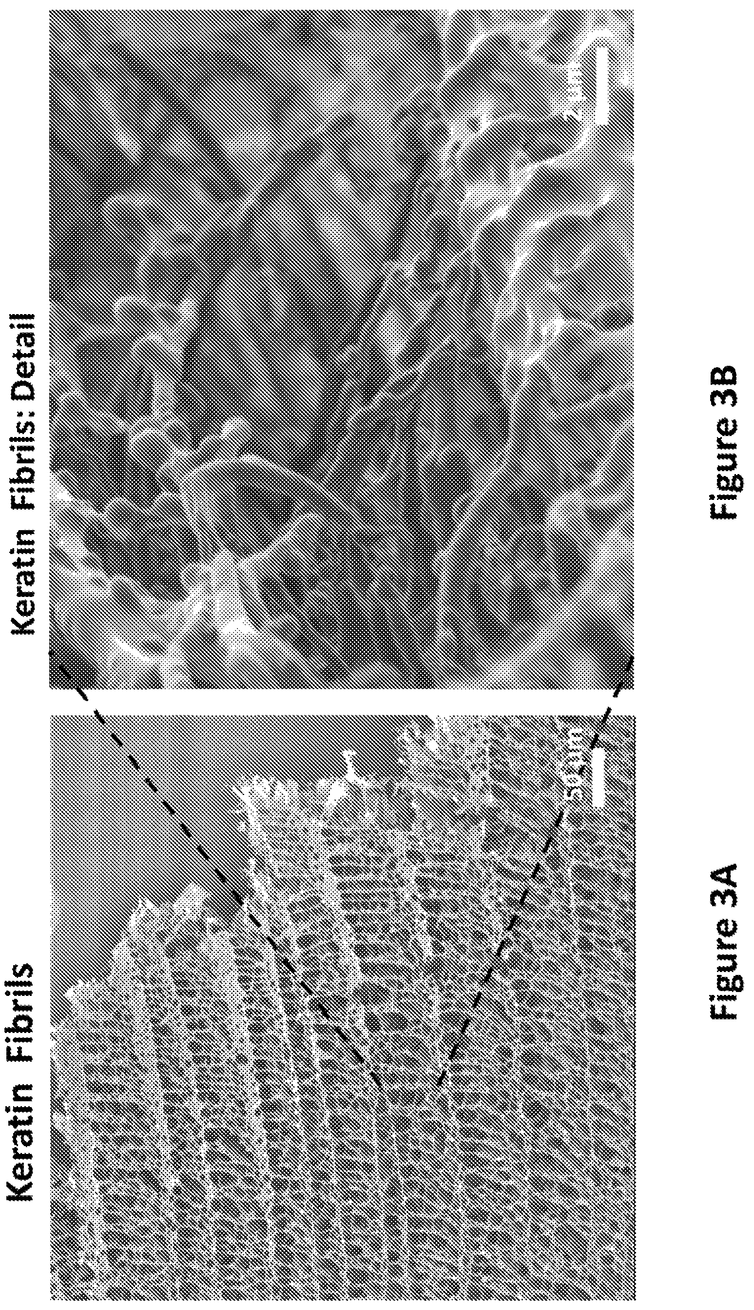 Patent US12139818 Figure 3 – Alpha-keratin solutions comprising alpha-keratin intermediate filaments in liquid crystal phase, methods of preparation, and uses thereof