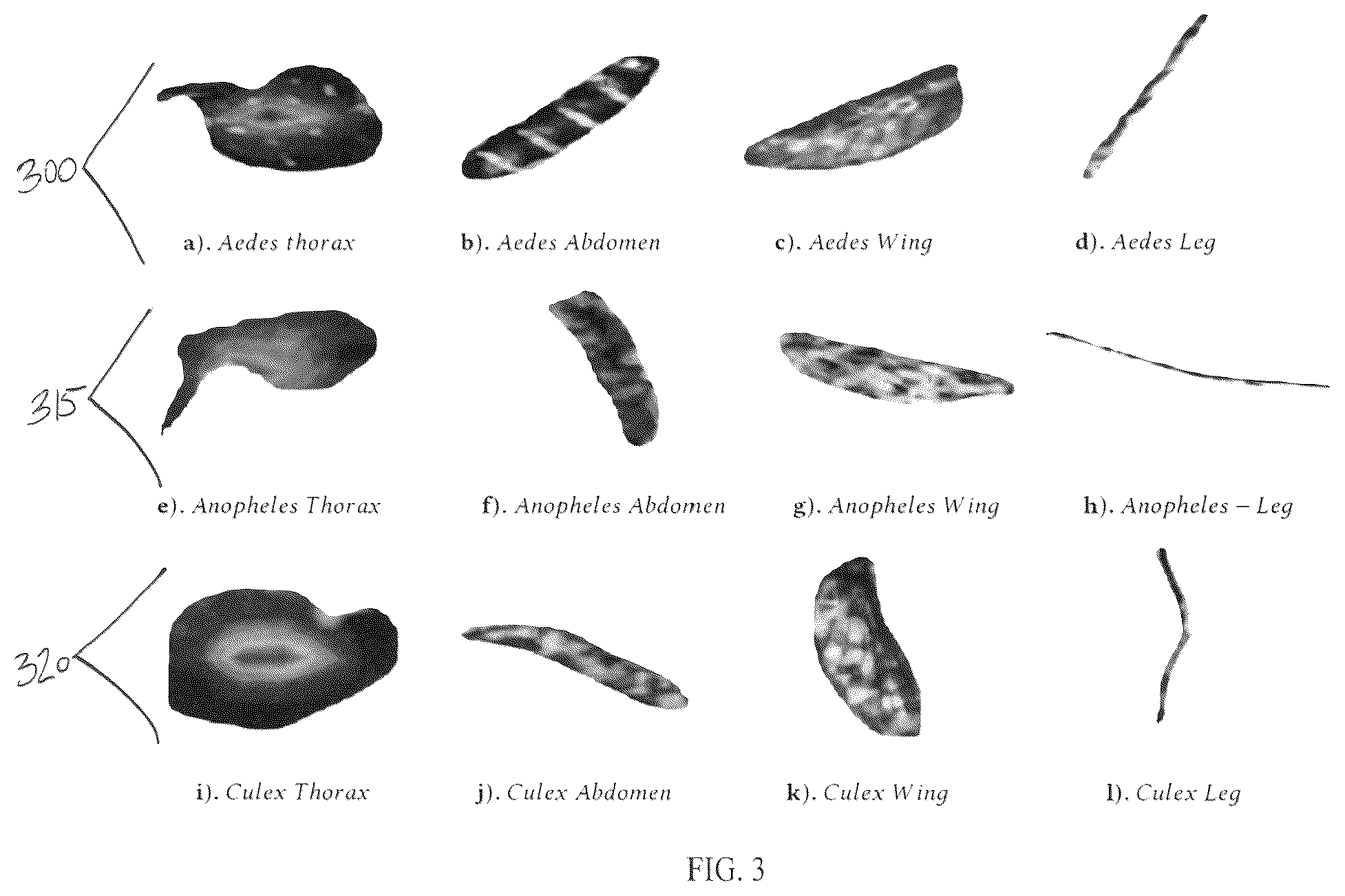 Patent US12147504 Figure 3 – Systems and methods for classifying mosquitoes based on extracted masks of anatomical components from images