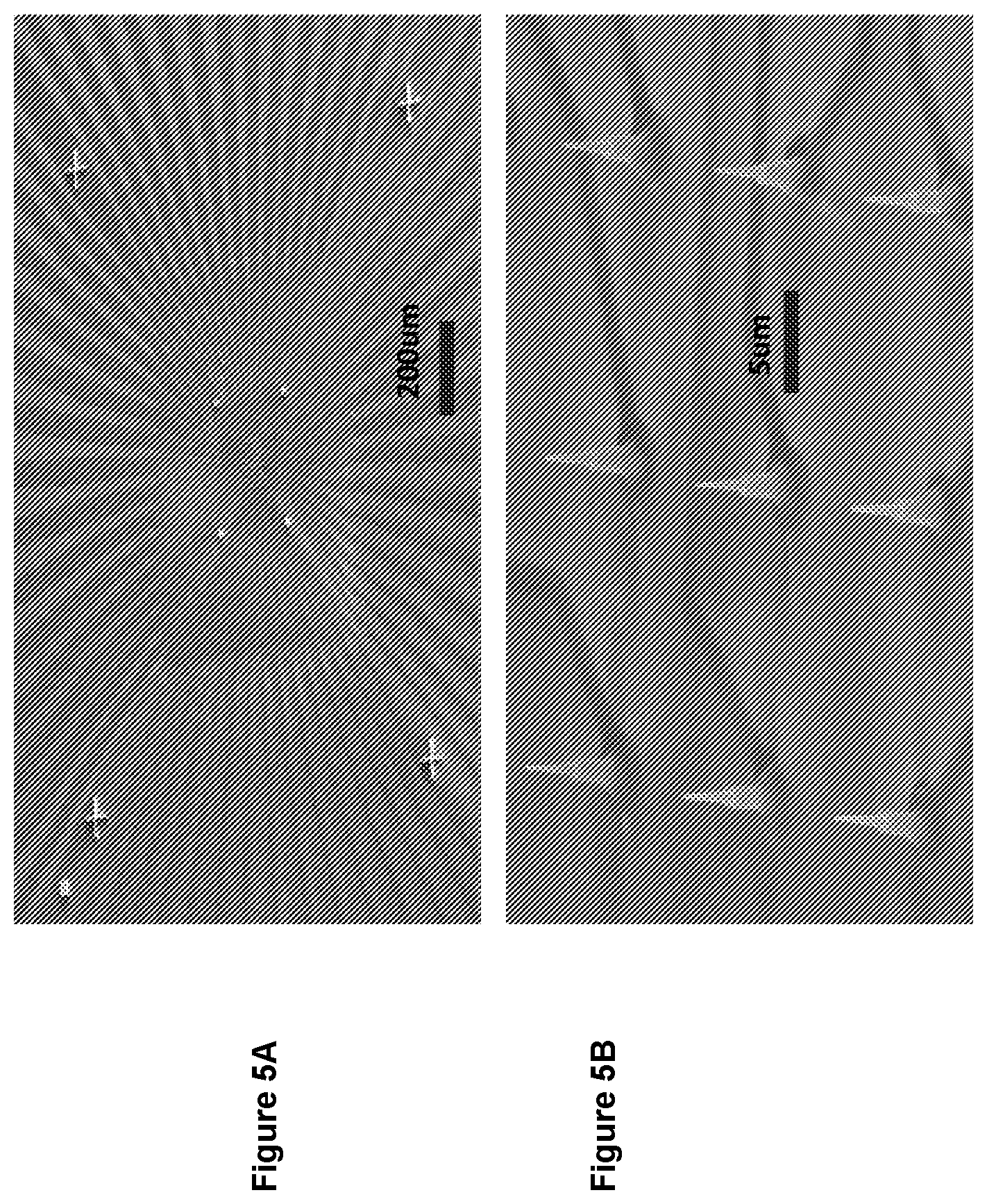 Patent US12157666 Figure 15 – Sharp, vertically aligned nanowire electrode arrays, high-yield fabrication and intracellular recording