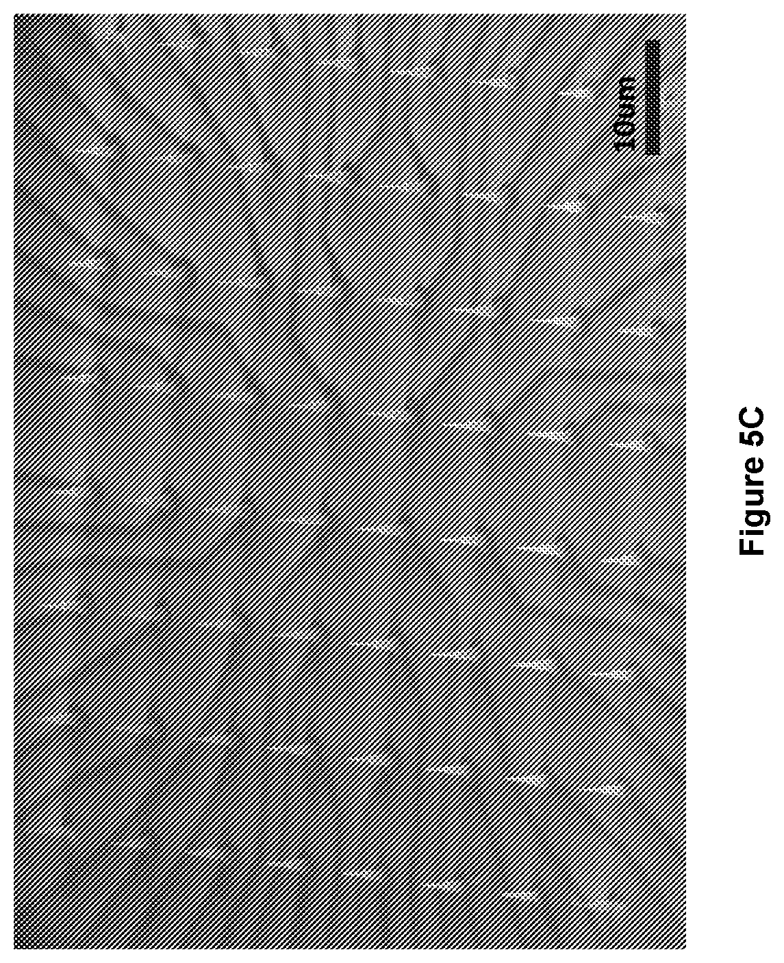 Patent US12157666 Figure 16 – Sharp, vertically aligned nanowire electrode arrays, high-yield fabrication and intracellular recording