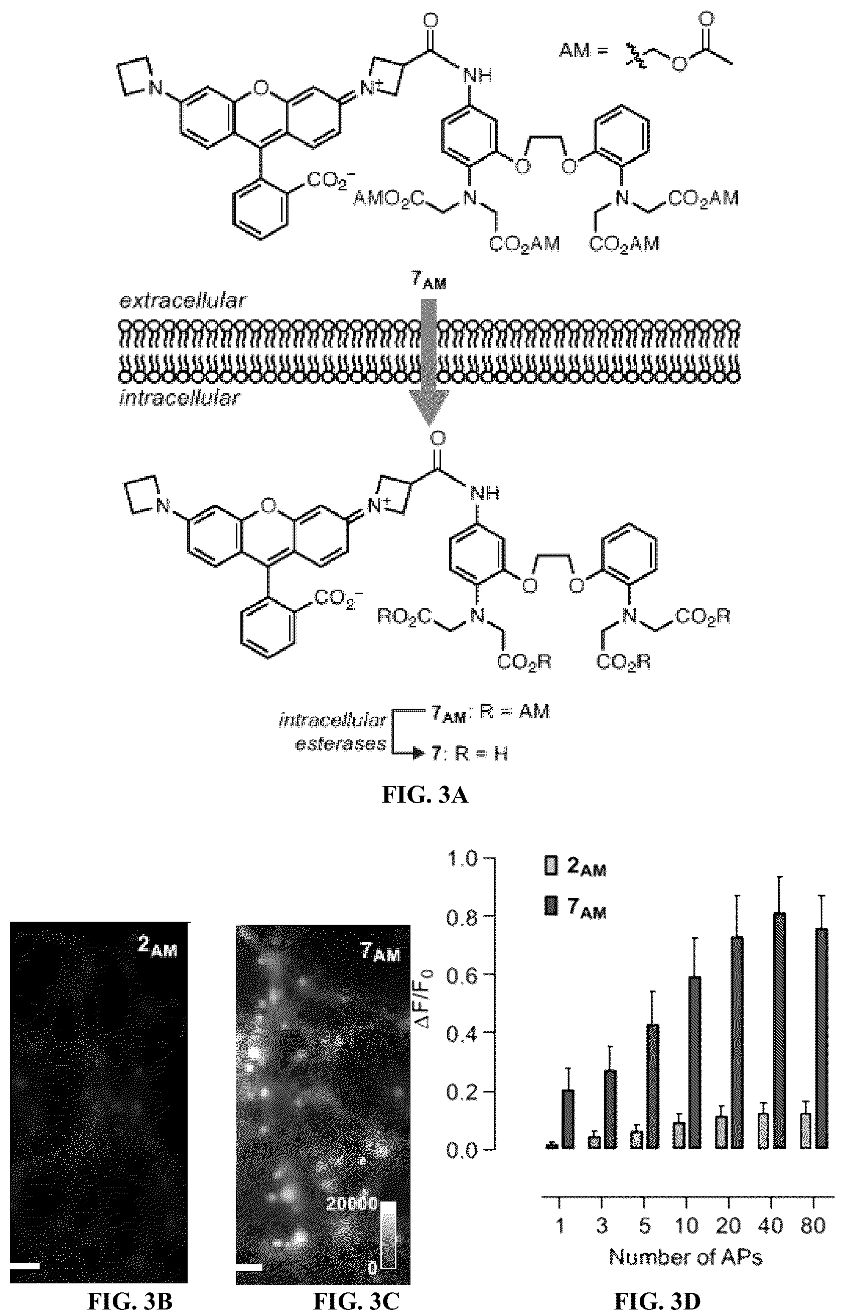Patent US12157750 Figure 4 – Bright targetable red CA 2+ indicators