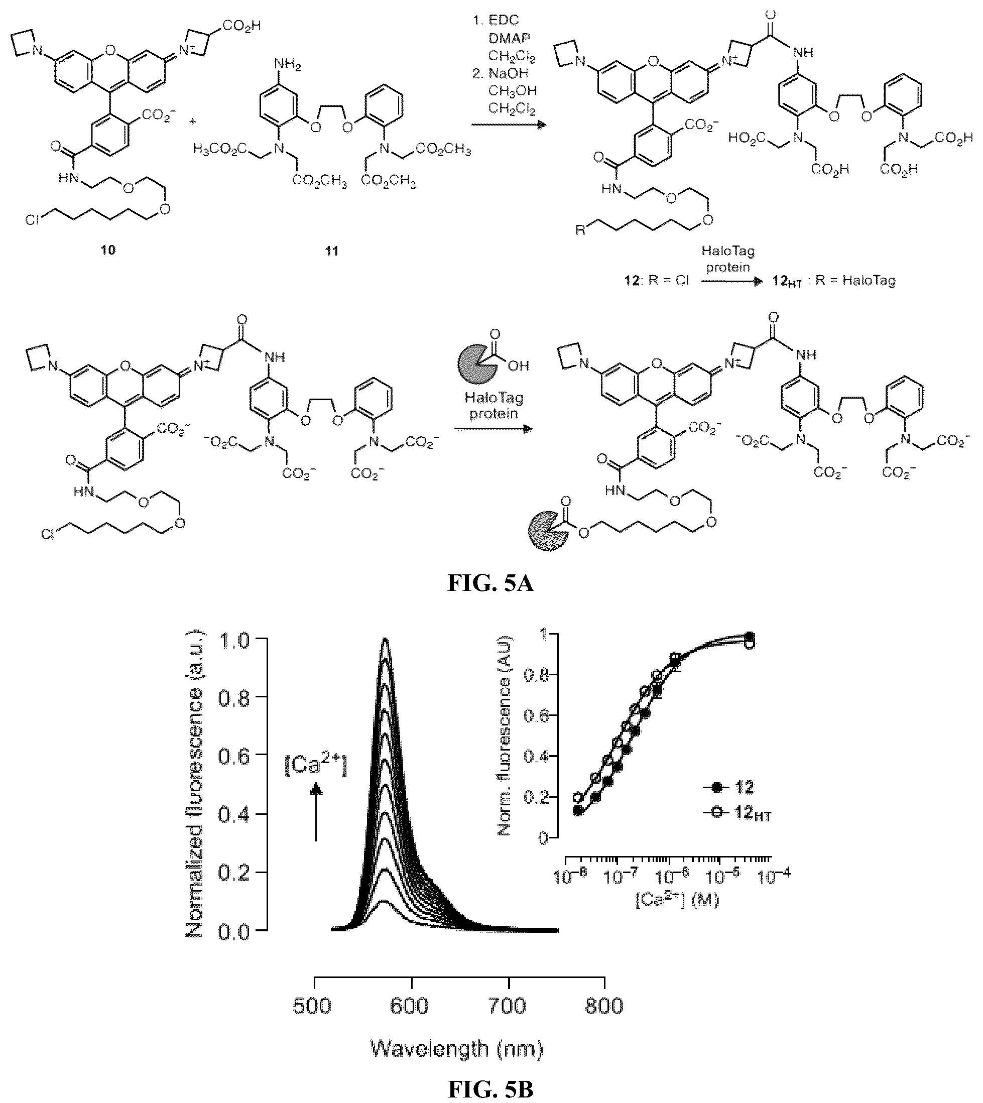Patent US12157750 Figure 6 – Bright targetable red CA 2+ indicators