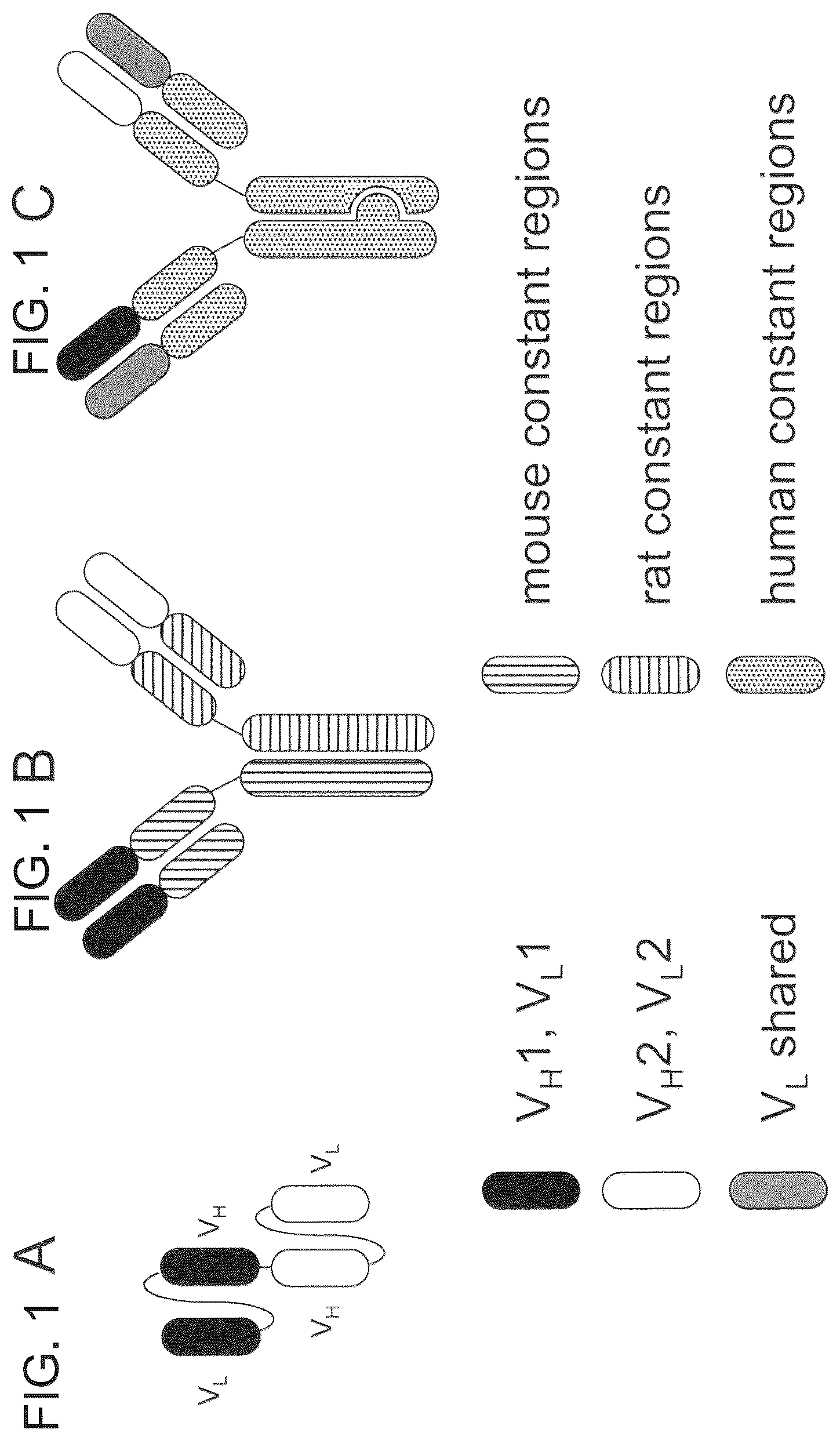 Patent US12157758 — Readily isolated bispecific antibodies with native immunoglobulin format — Figure 1