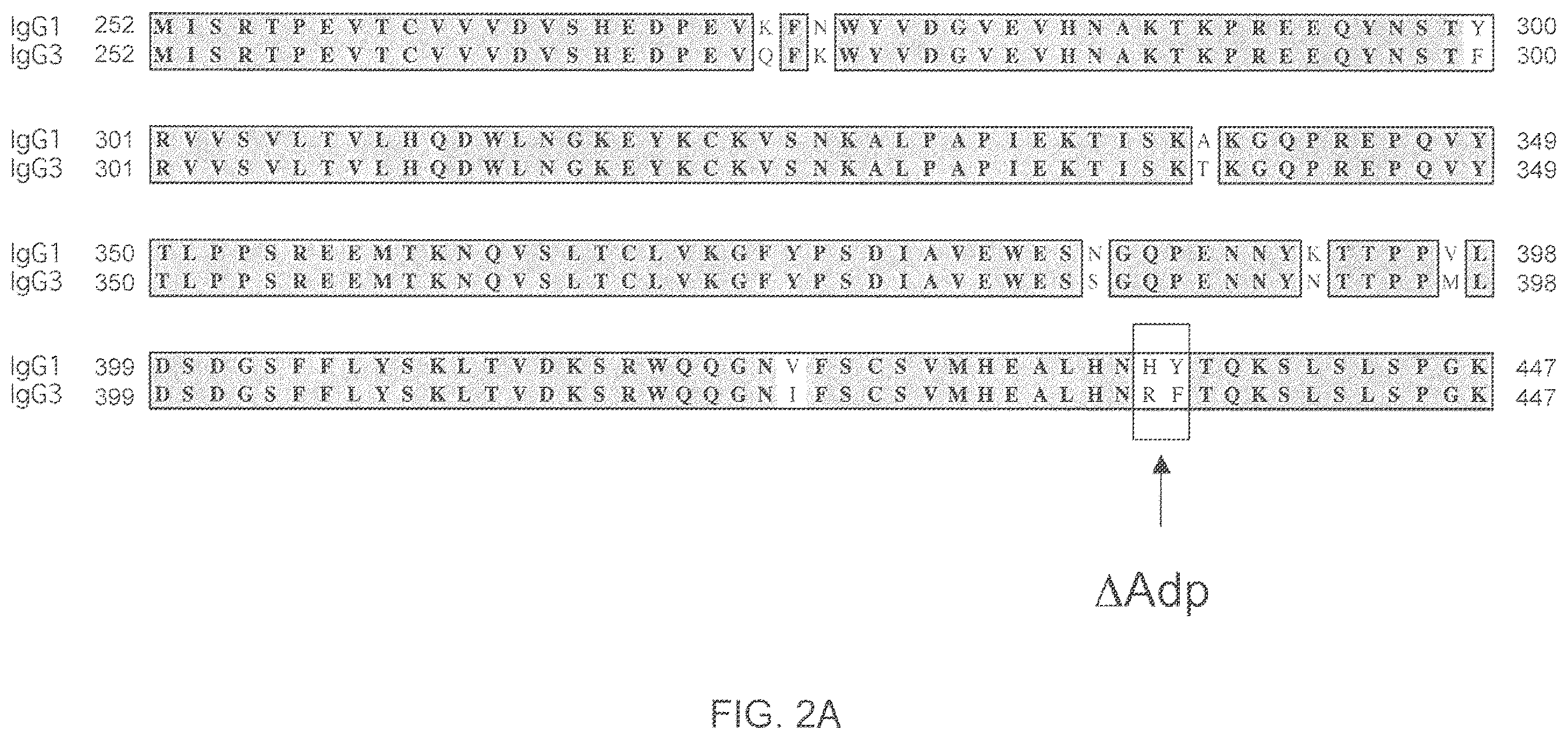 Patent US12157758 Figure 2 – Readily isolated bispecific antibodies with native immunoglobulin format