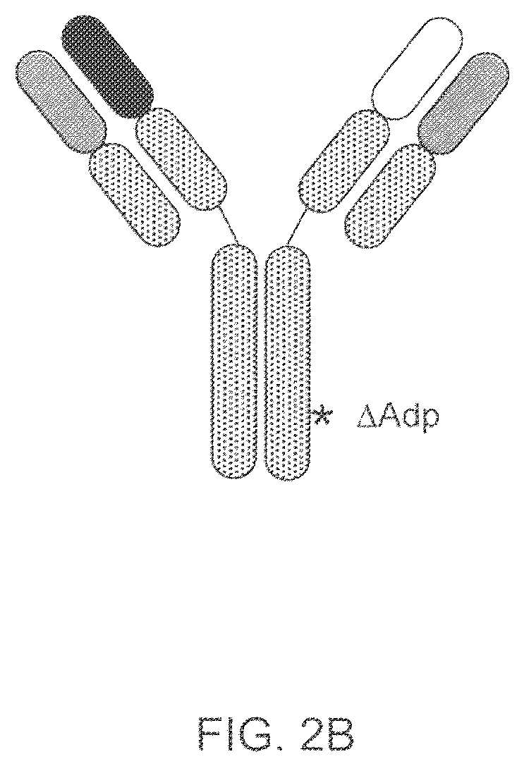 Patent US12157758 Figure 3 – Readily isolated bispecific antibodies with native immunoglobulin format