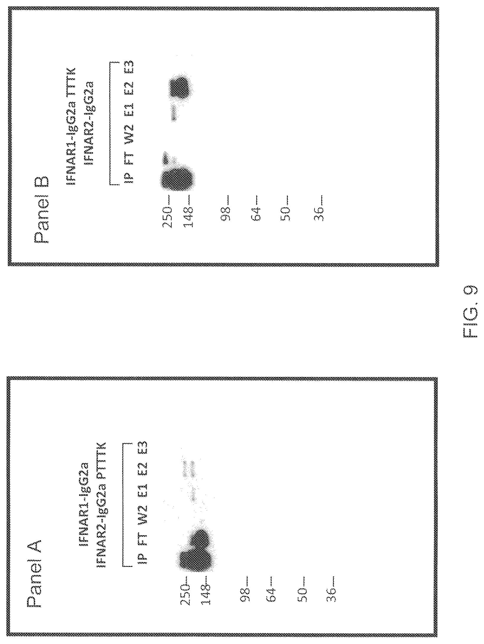 Patent US12157758 Figure 10 – Readily isolated bispecific antibodies with native immunoglobulin format