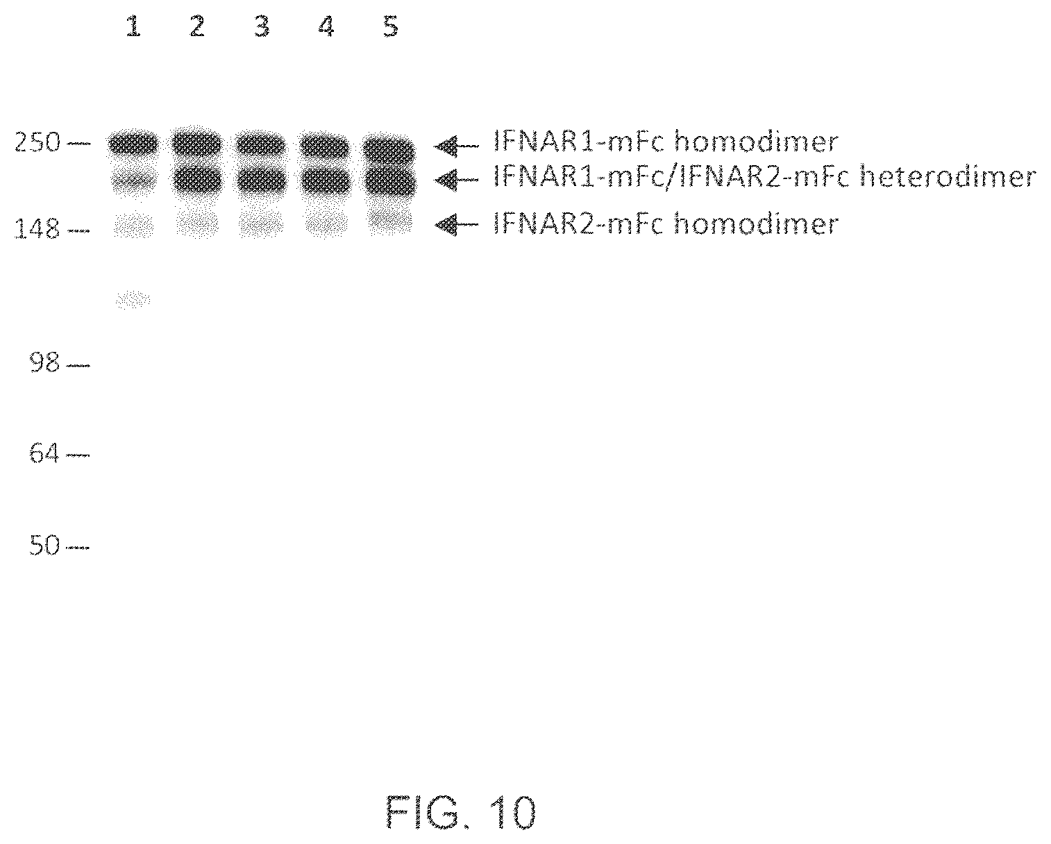 Patent US12157758 Figure 11 – Readily isolated bispecific antibodies with native immunoglobulin format