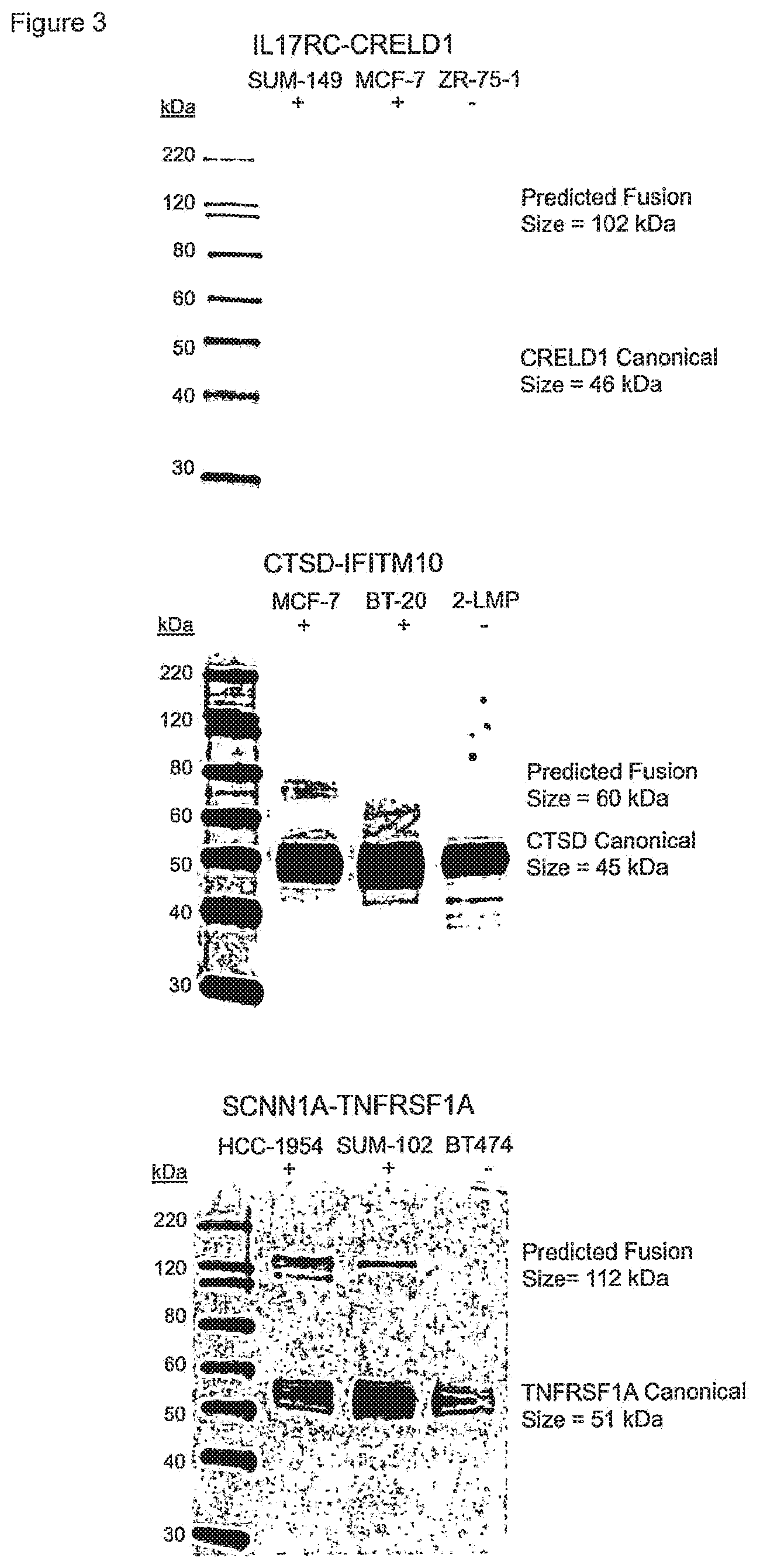 Patent US12157759 Figure 3 – Method of treating breast cancer