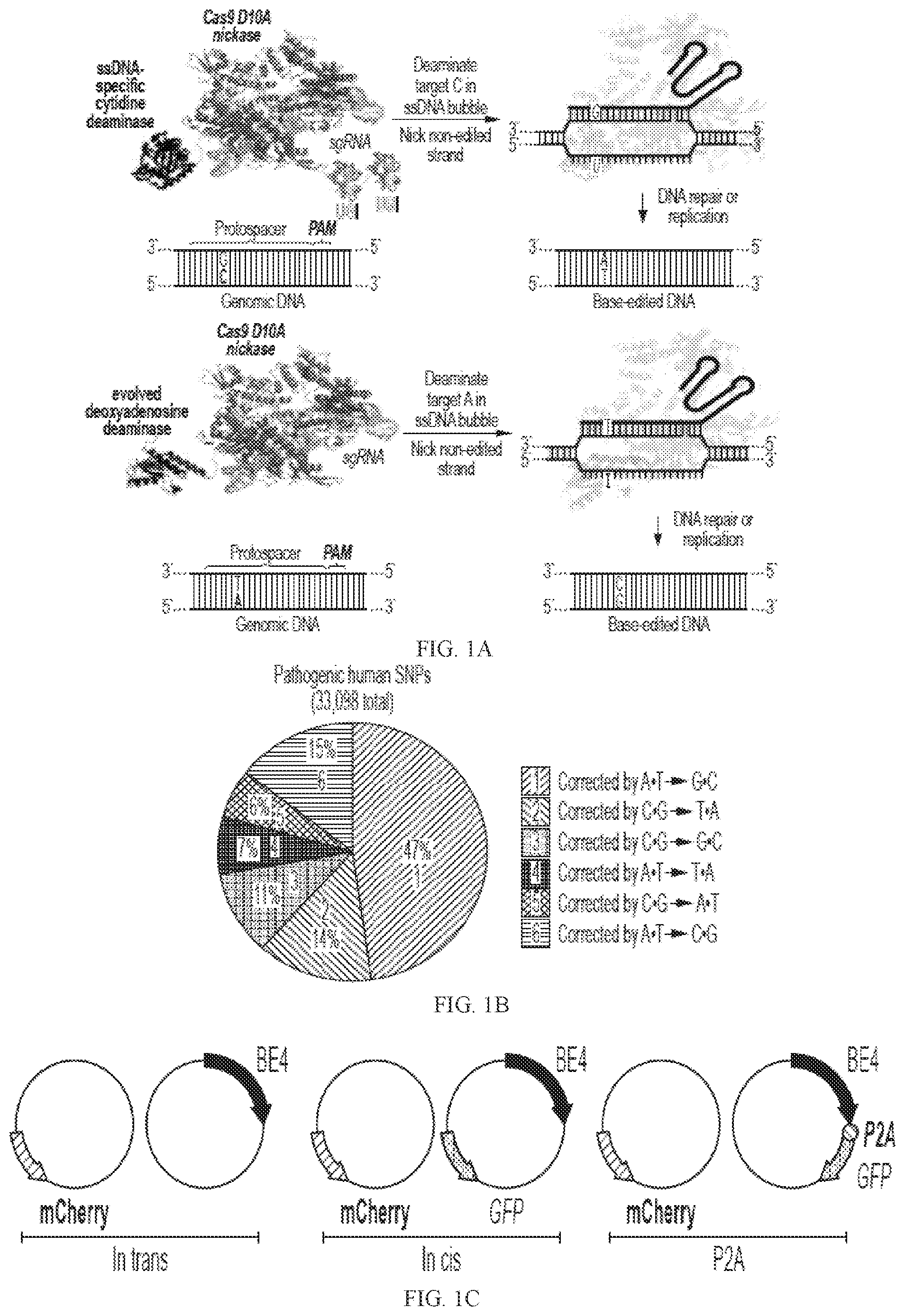 Patent US12157760 Figure 1 – Base editors and uses thereof