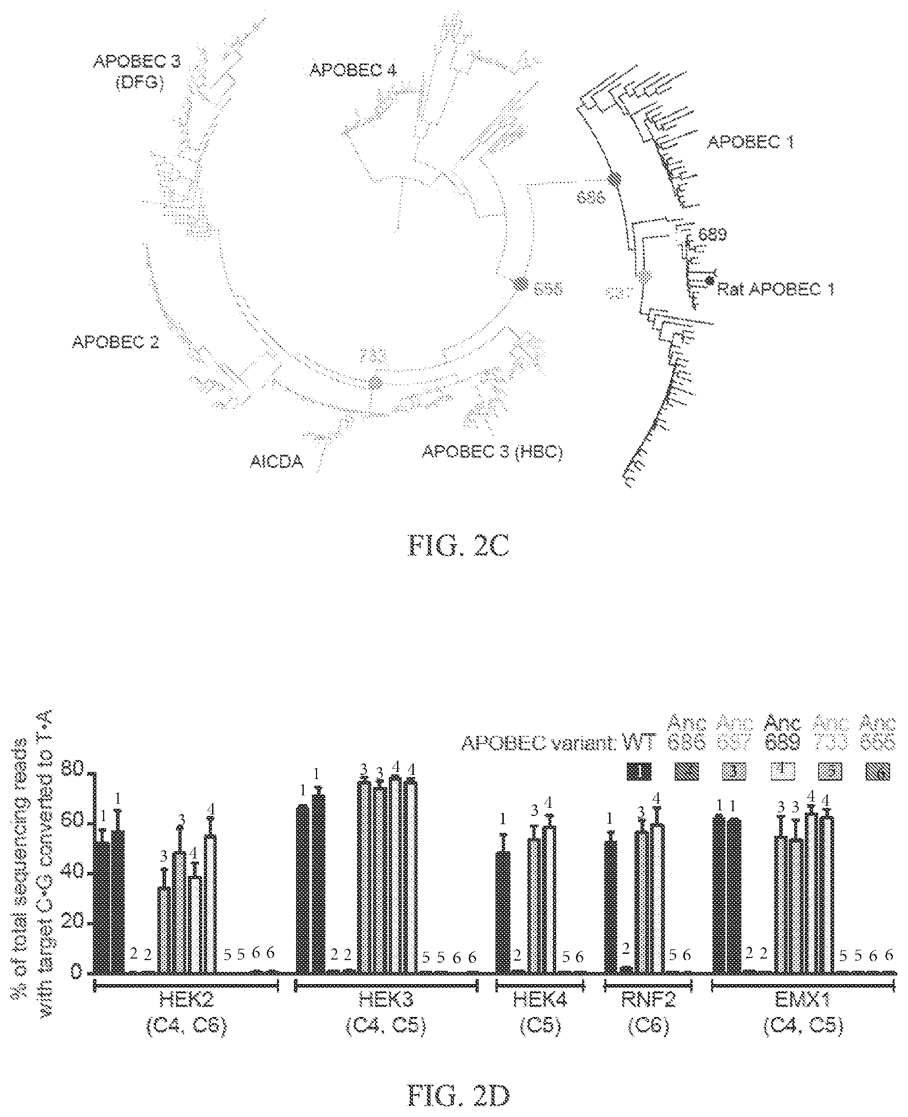 Patent US12157760 Figure 4 – Base editors and uses thereof