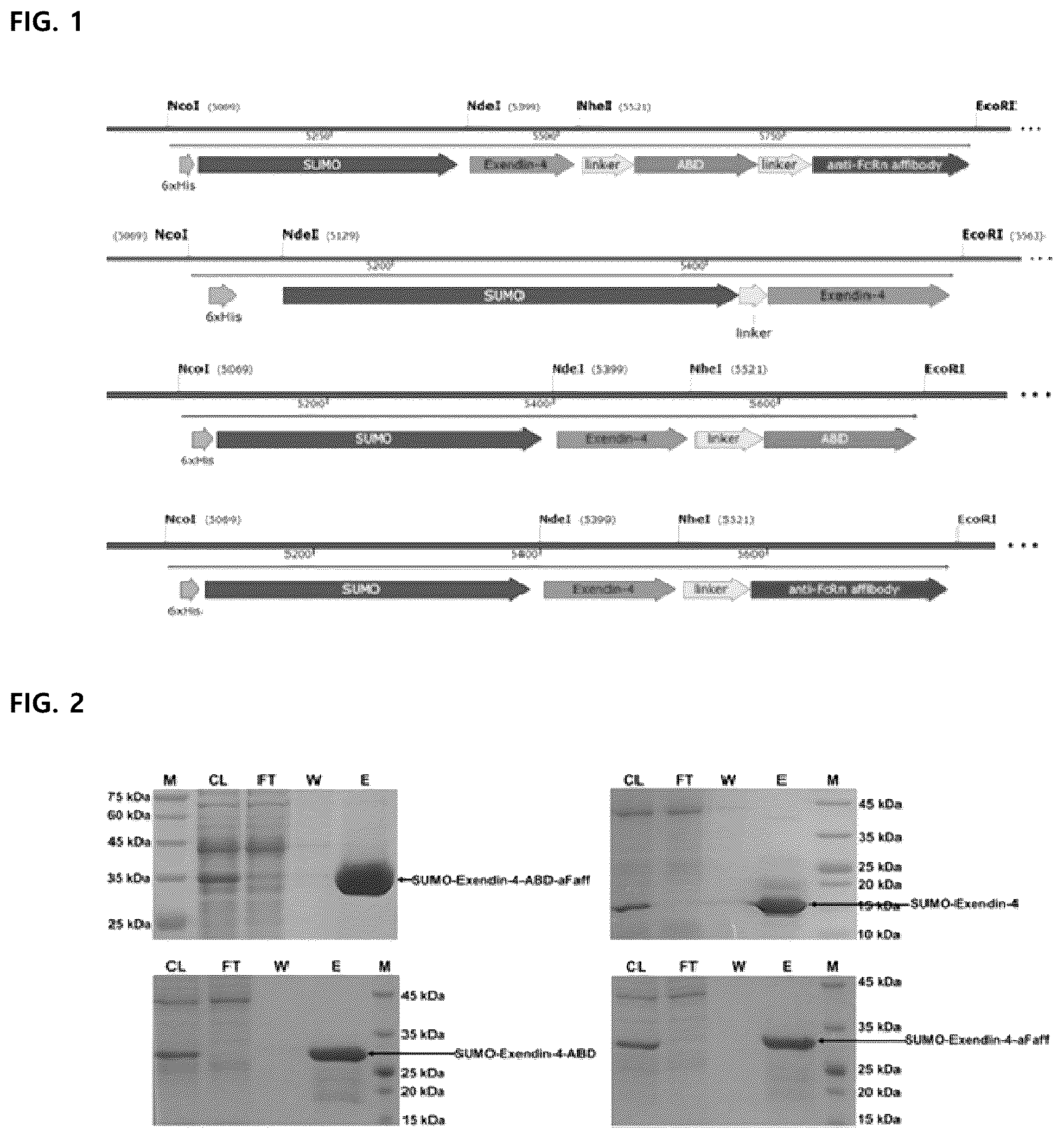 Patent US12157761 Figure 1 – Long-acting exendin-4 and use thereof