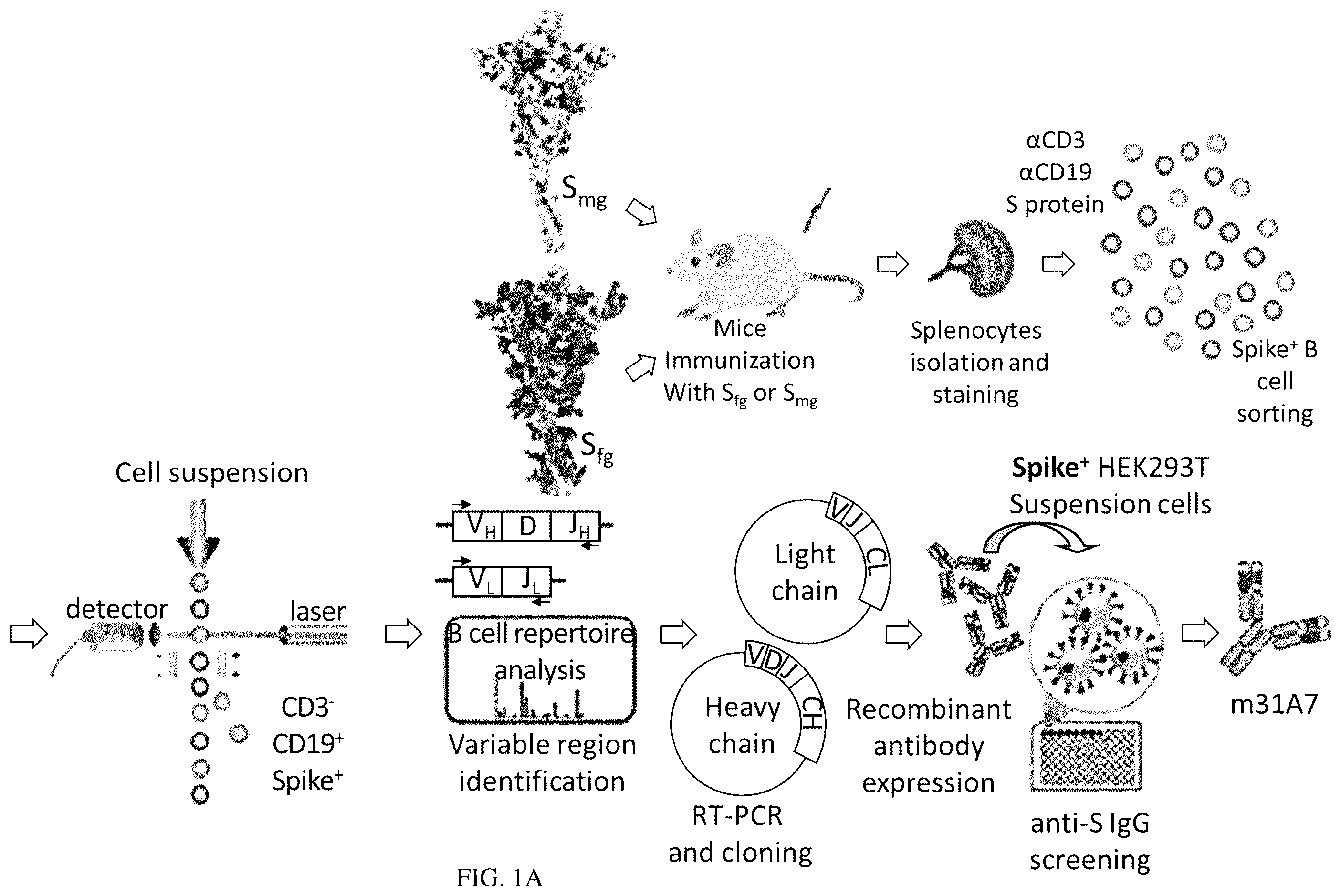 Patent US12157763 Figure 1 – Antibody specific to spike protein of SARS-CoV-2 and uses thereof
