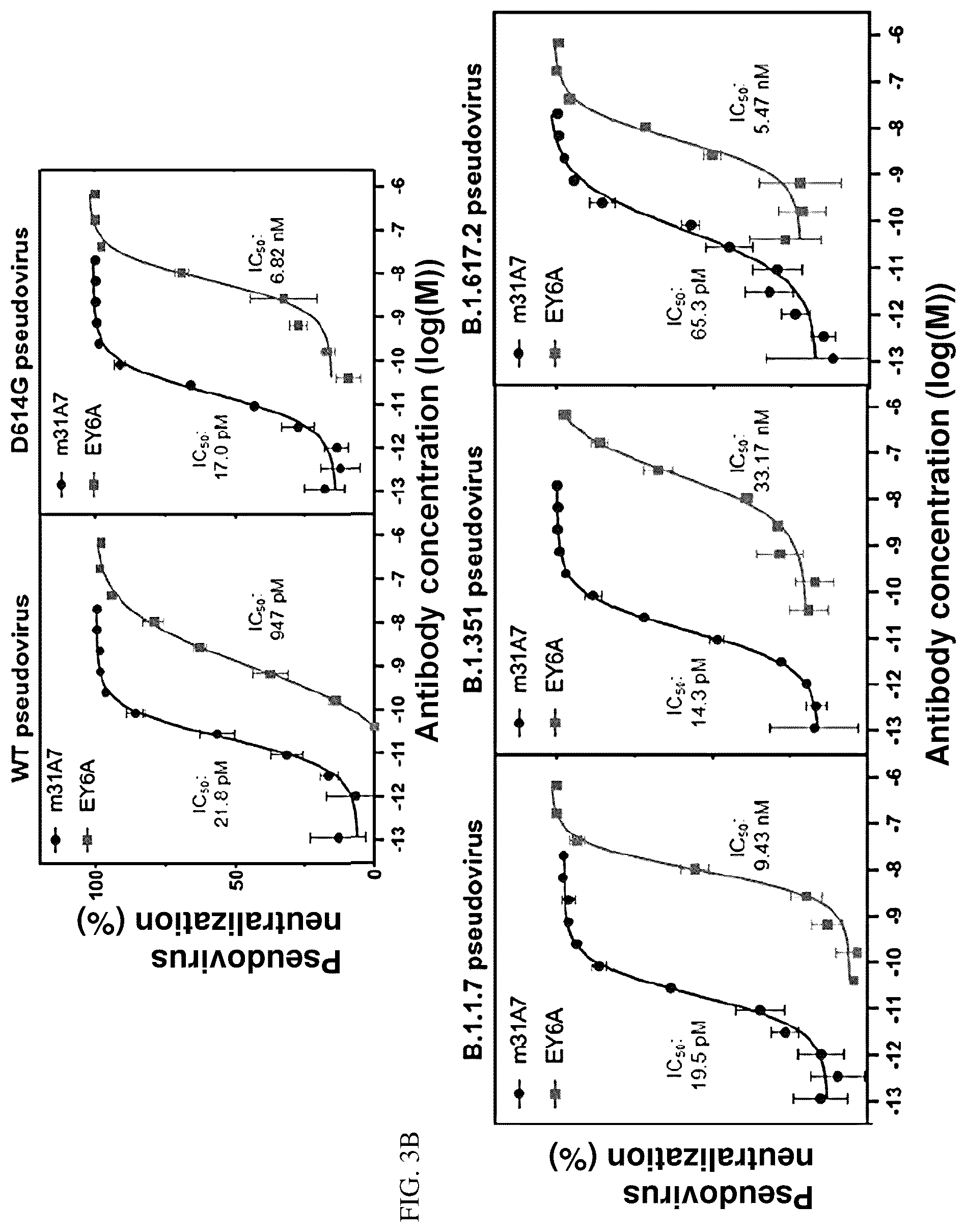 Patent US12157763 Figure 6 – Antibody specific to spike protein of SARS-CoV-2 and uses thereof