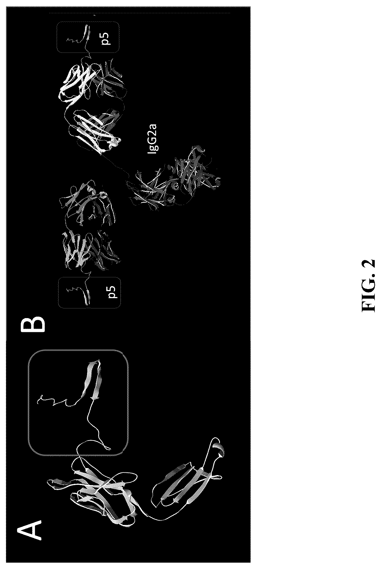 Patent US12157765 Figure 2 – Modified immunoglobulins for targeting amyloid deposits