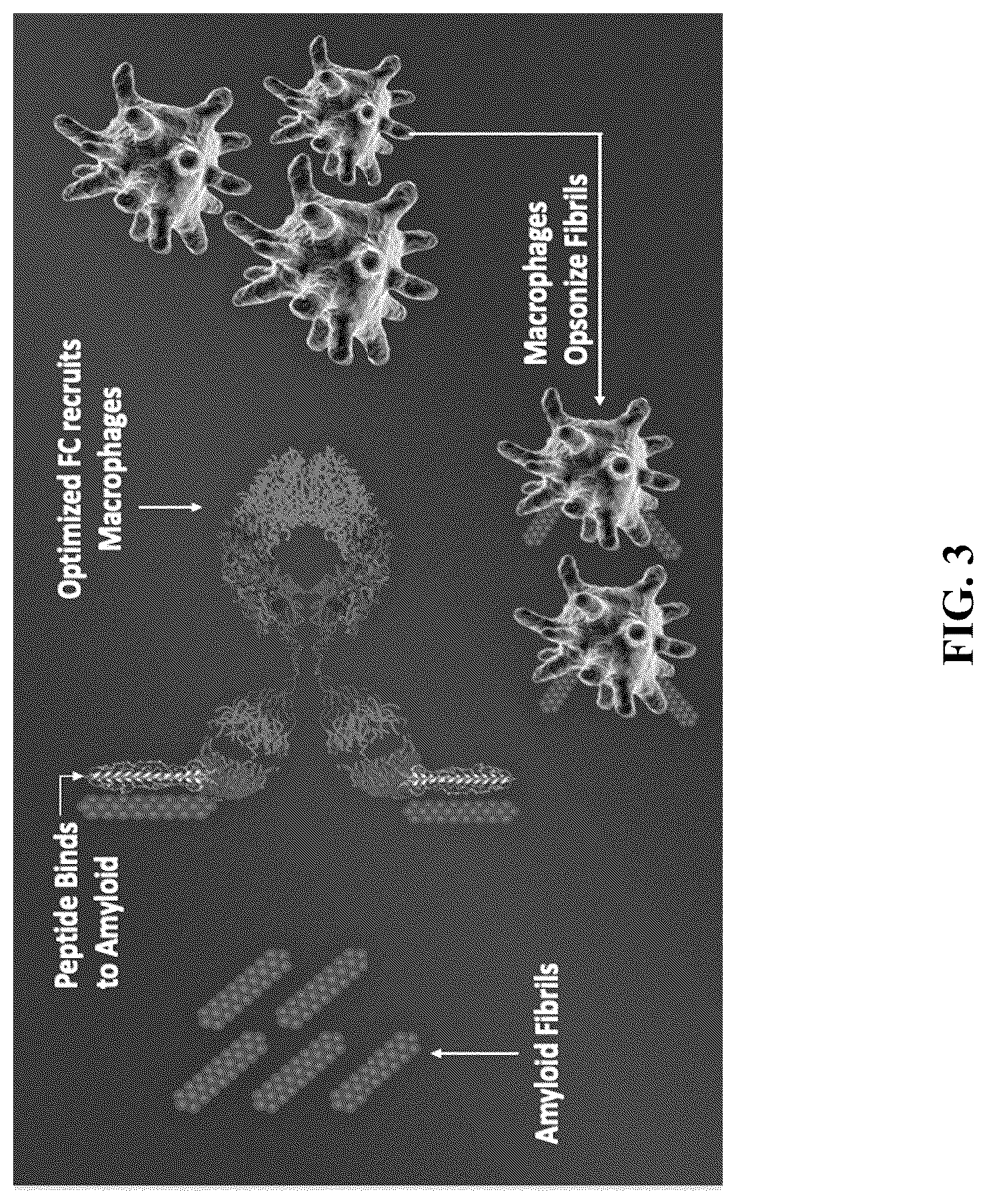 Patent US12157765 Figure 3 – Modified immunoglobulins for targeting amyloid deposits