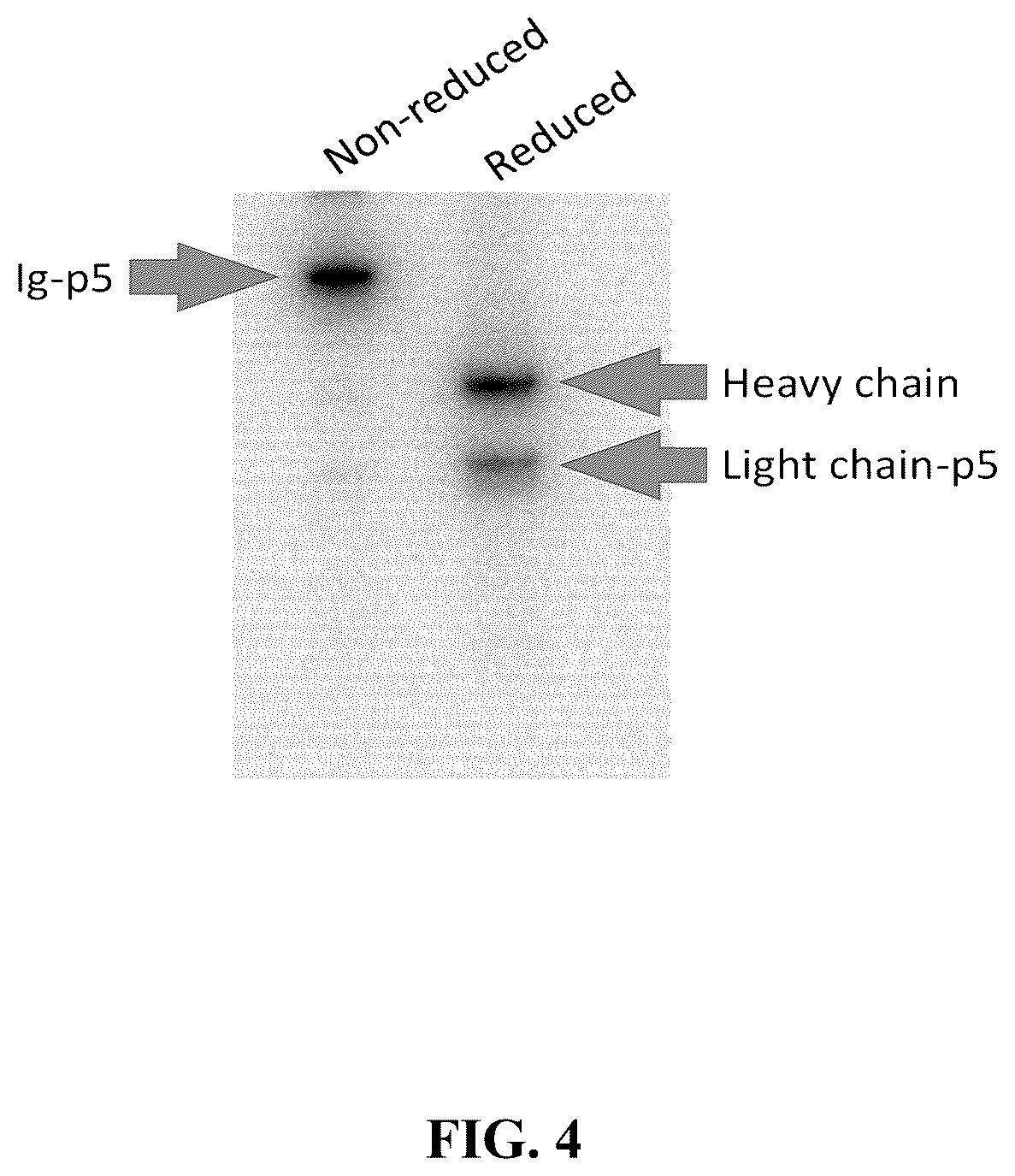 Patent US12157765 Figure 4 – Modified immunoglobulins for targeting amyloid deposits