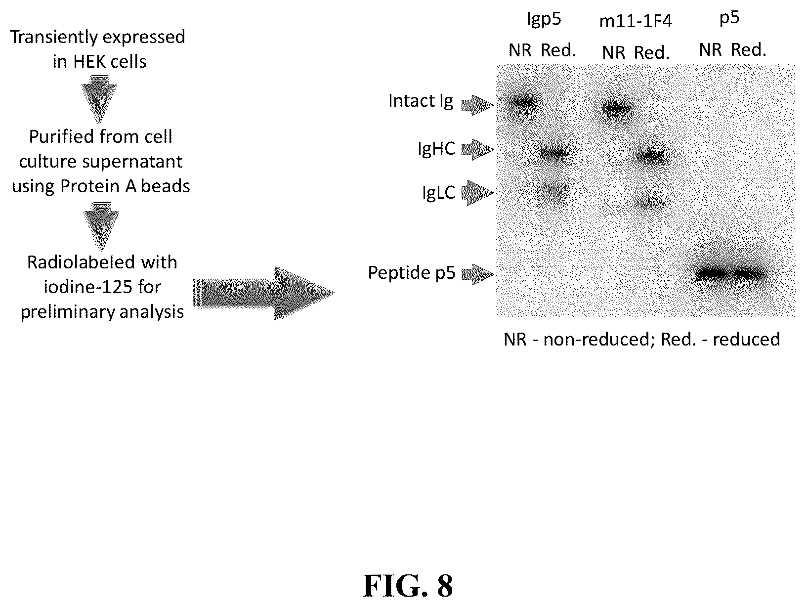 Patent US12157765 Figure 8 – Modified immunoglobulins for targeting amyloid deposits