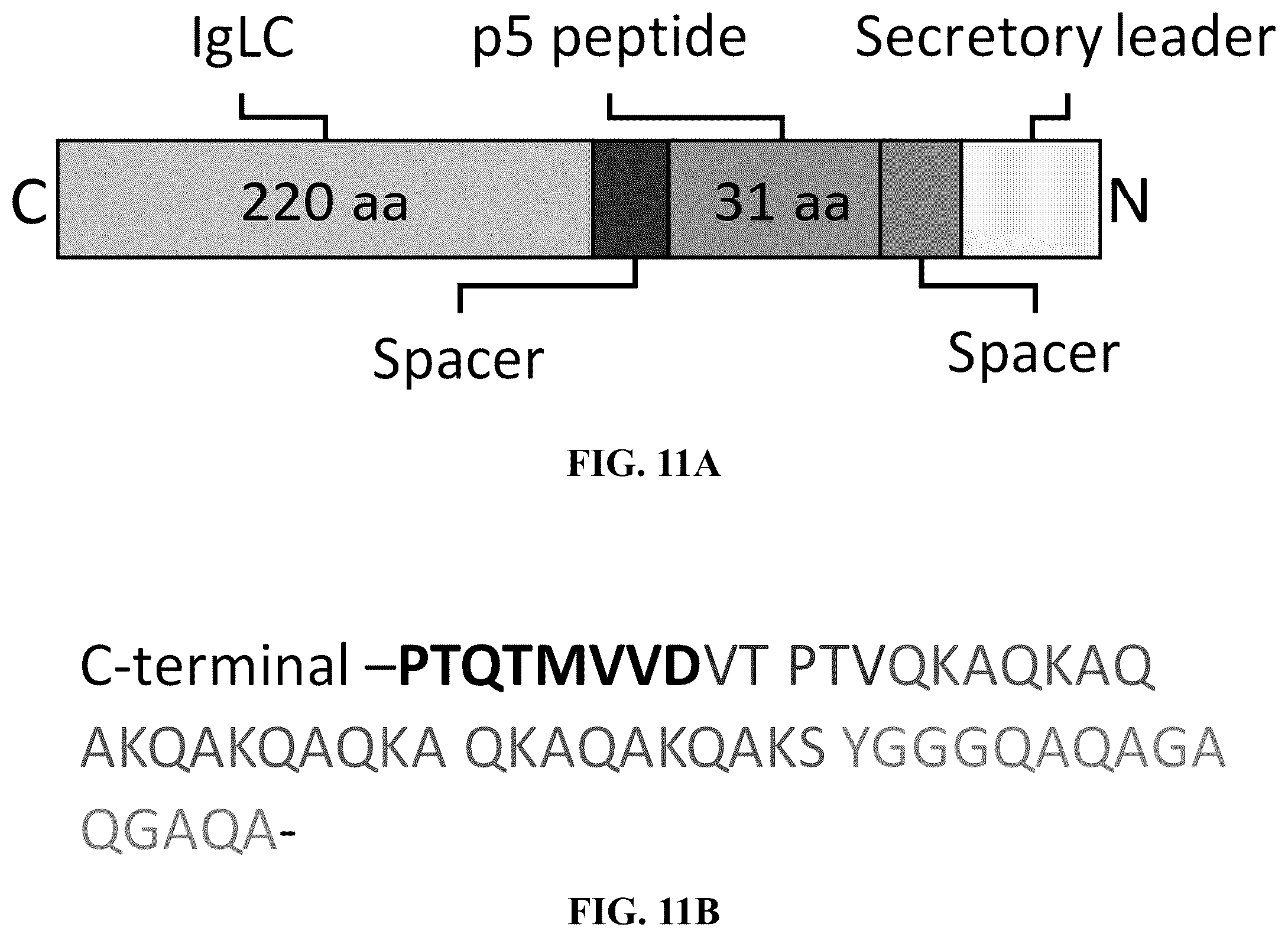 Patent US12157765 Figure 11 – Modified immunoglobulins for targeting amyloid deposits