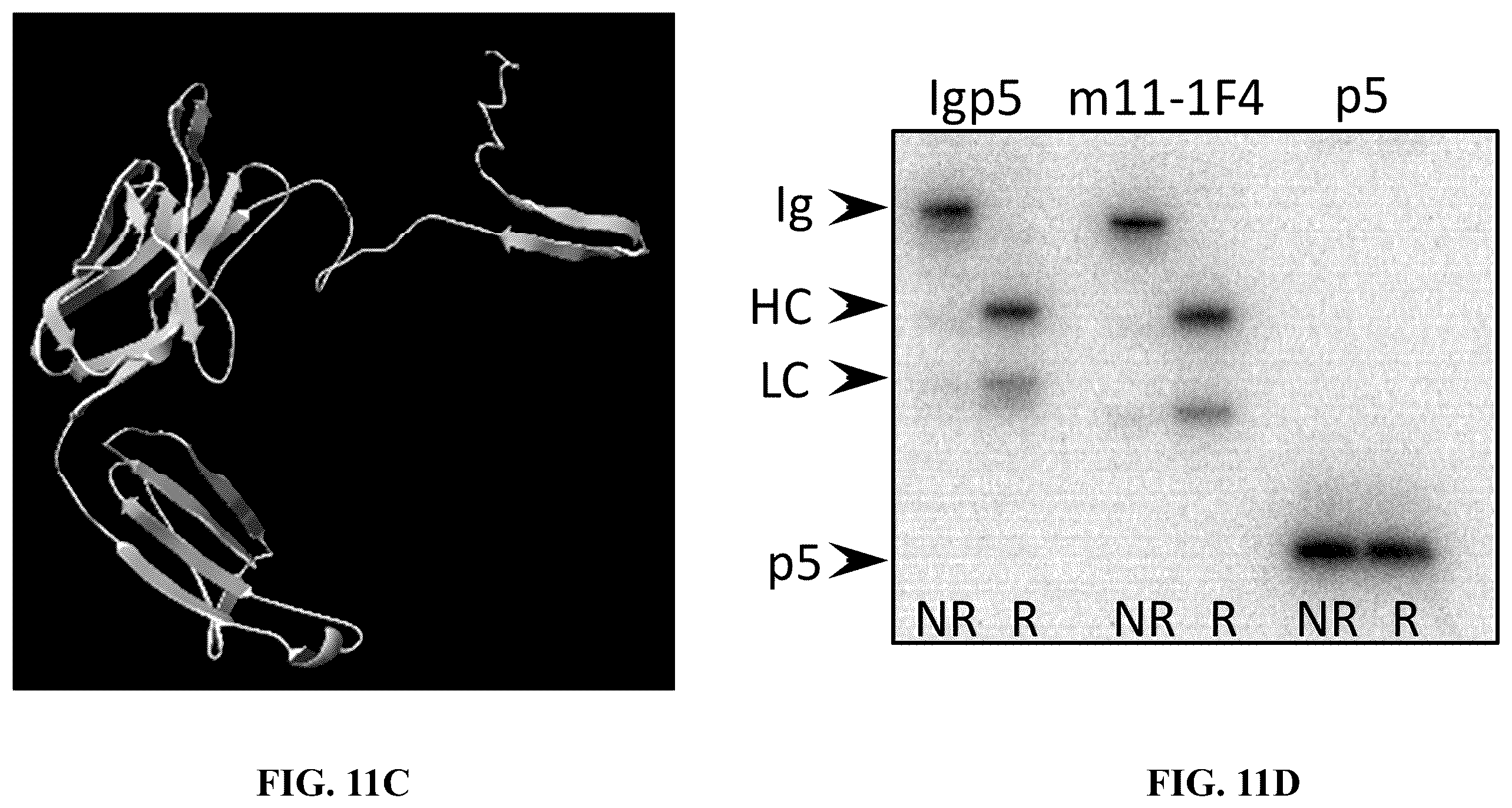 Patent US12157765 Figure 12 – Modified immunoglobulins for targeting amyloid deposits