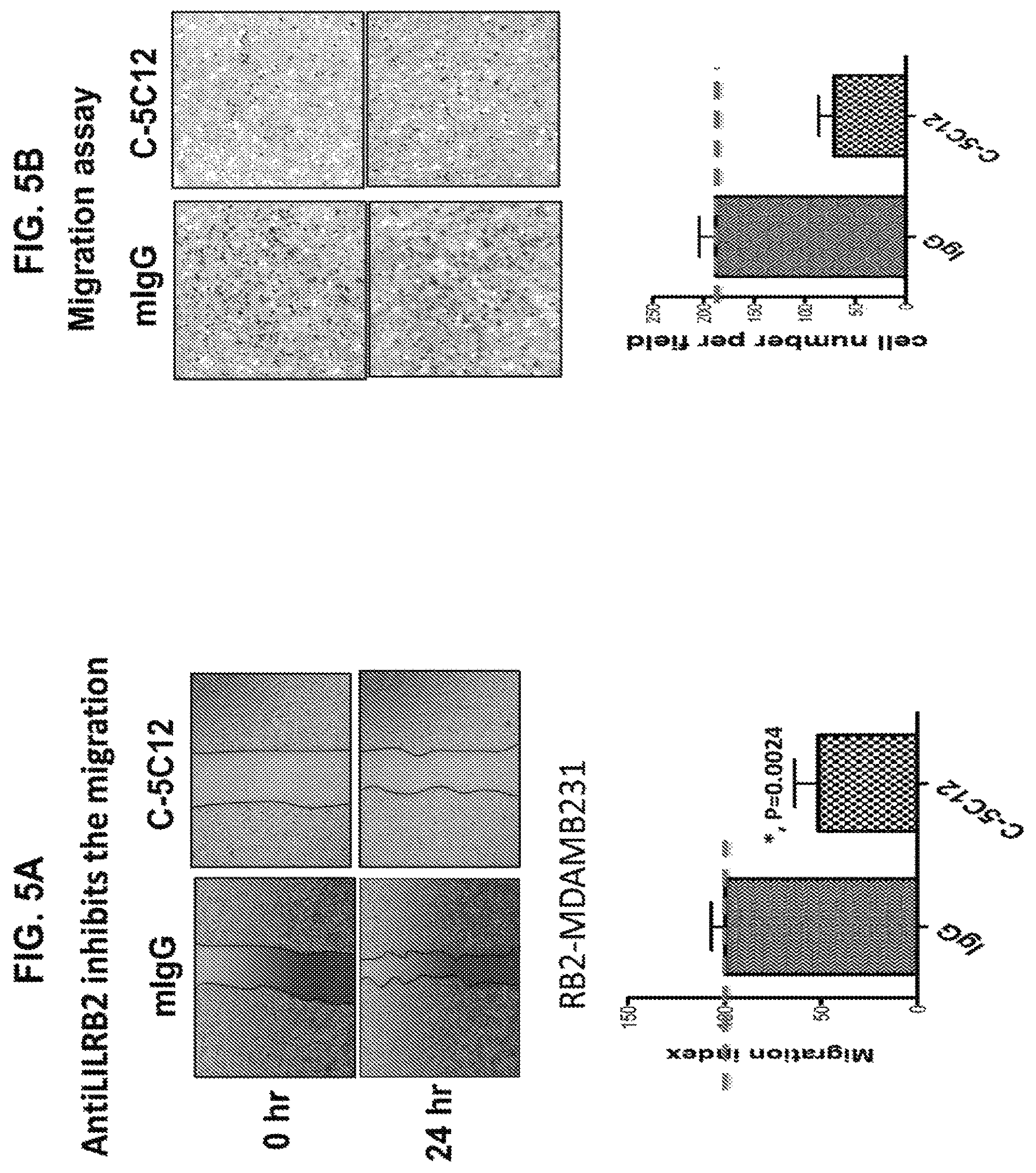 Patent US12157768 Figure 17 – Anti-LILRB2 antibodies and methods of use thereof