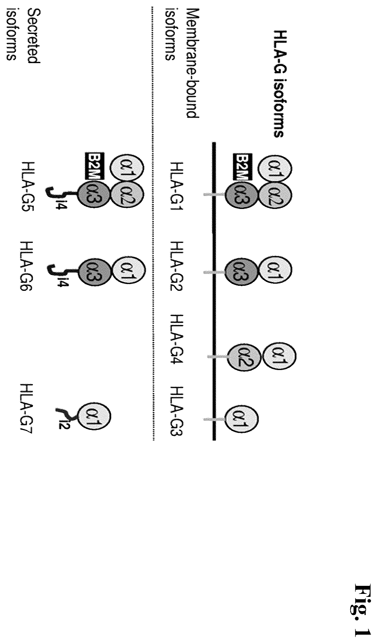 Patent US12157770 — Anti-HLA-G antibodies and methods of use thereof — Figure 1