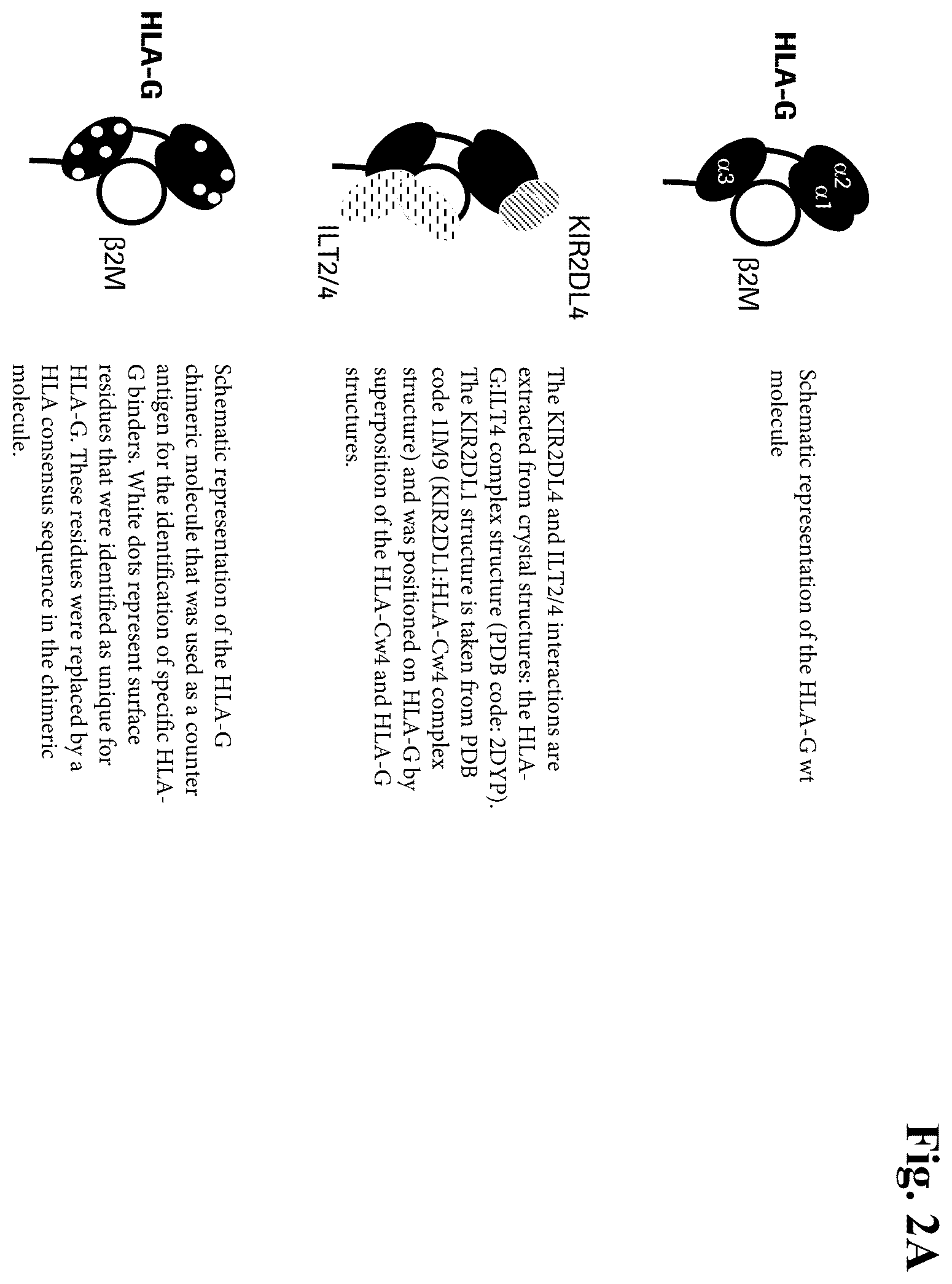 Patent US12157770 Figure 2 – Anti-HLA-G antibodies and methods of use thereof