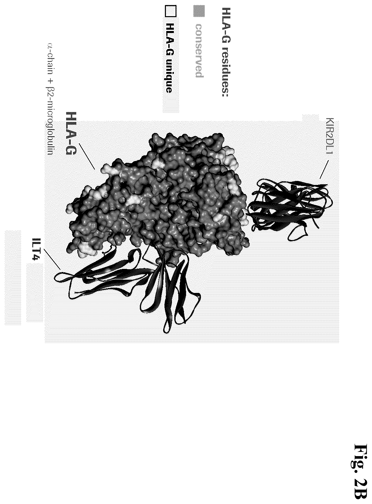 Patent US12157770 Figure 3 – Anti-HLA-G antibodies and methods of use thereof