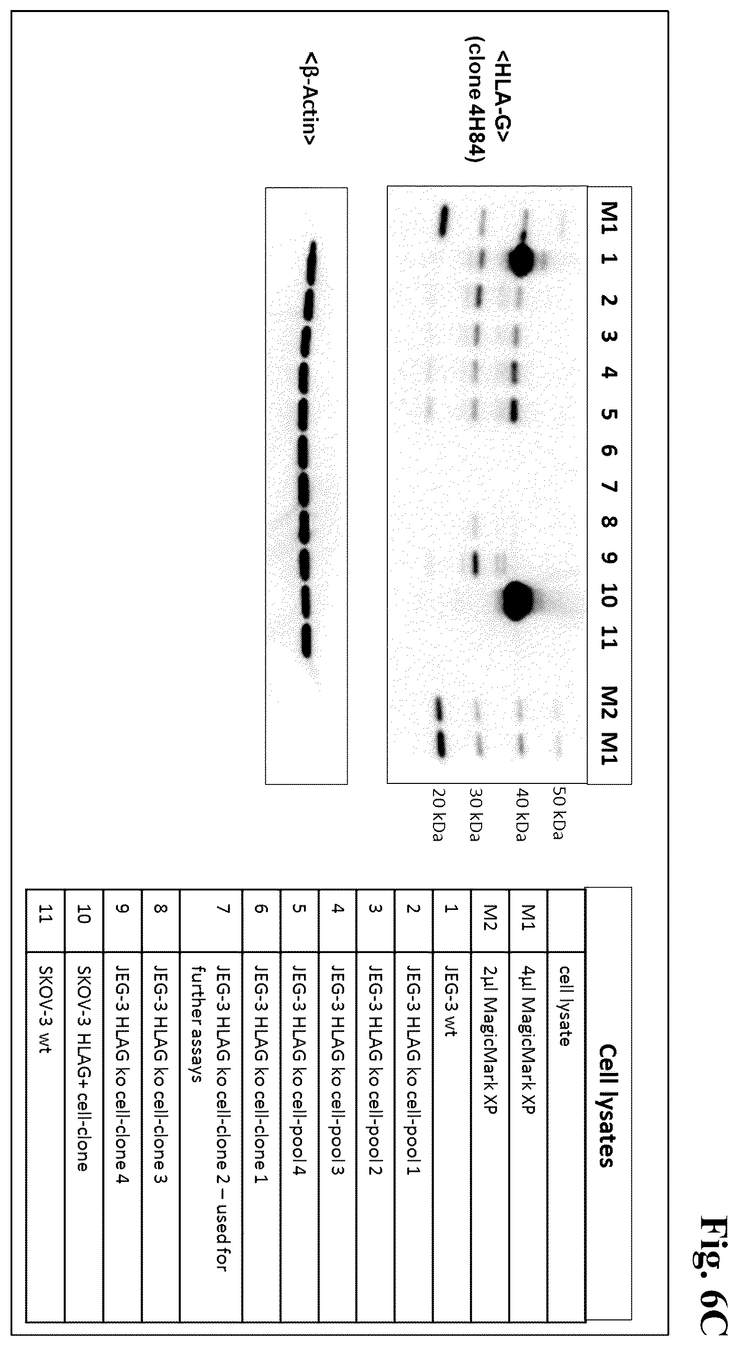 Patent US12157770 Figure 20 – Anti-HLA-G antibodies and methods of use thereof