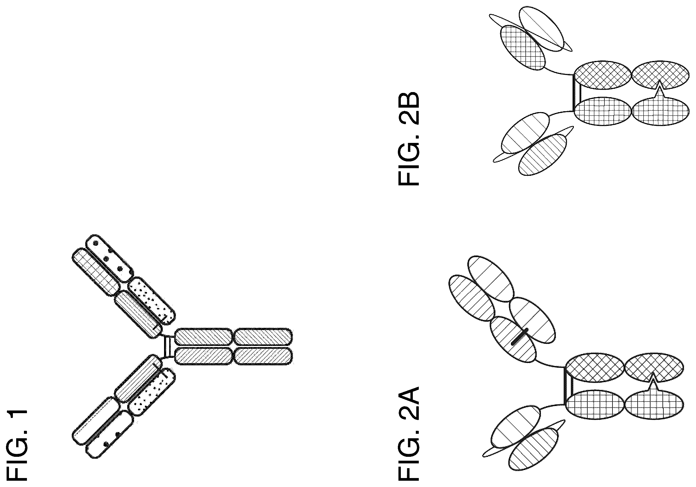 Patent US12157771 — Proteins binding NKG2D, CD16 and CLEC12A — Figure 1