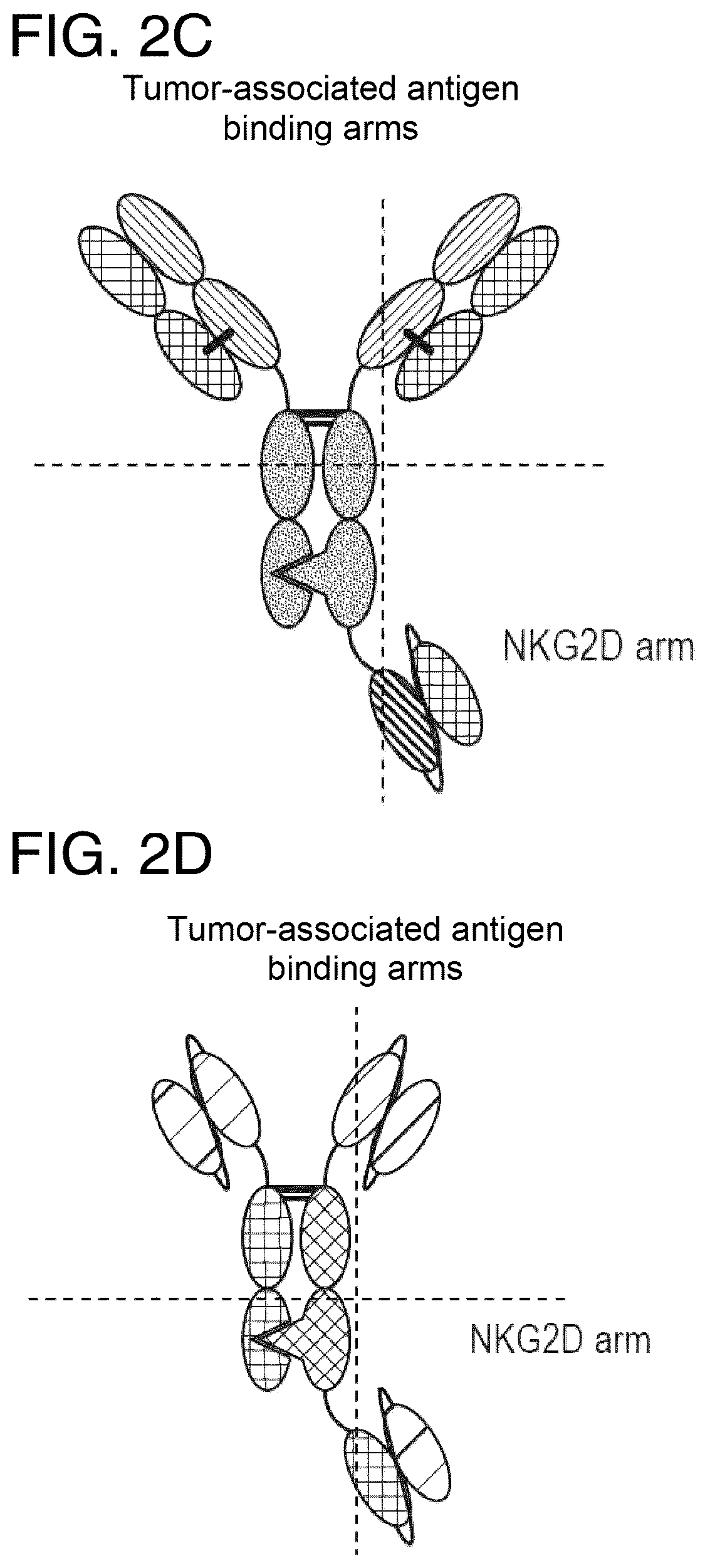 Patent US12157771 Figure 2 – Proteins binding NKG2D, CD16 and CLEC12A