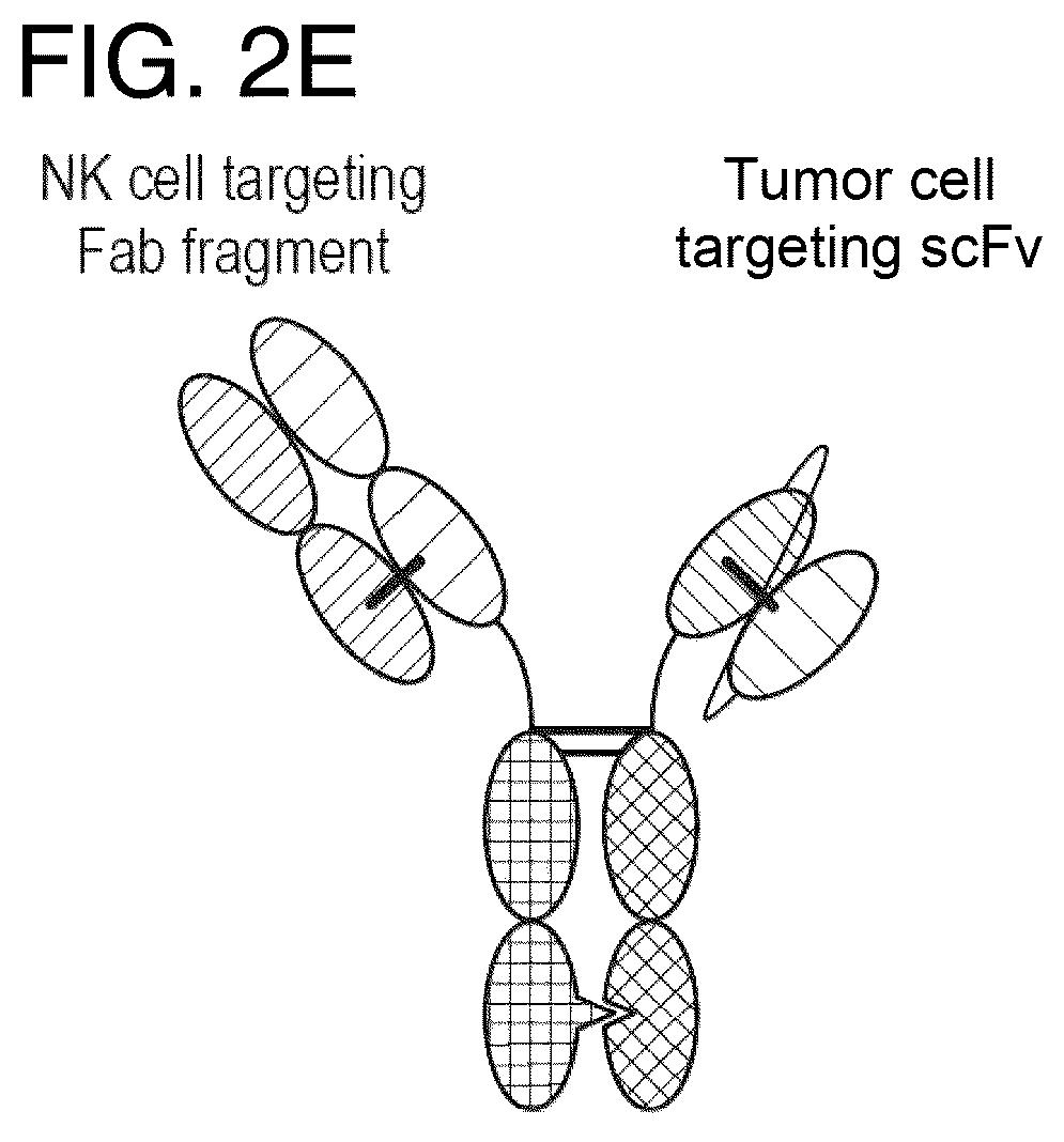 Patent US12157771 Figure 3 – Proteins binding NKG2D, CD16 and CLEC12A