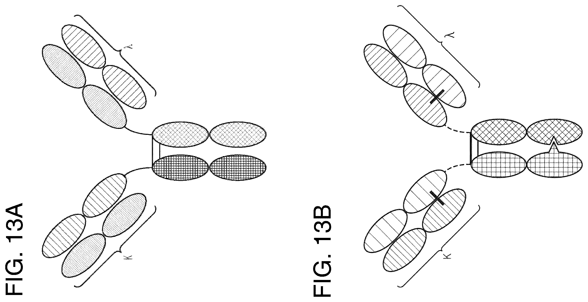 Patent US12157771 Figure 9 – Proteins binding NKG2D, CD16 and CLEC12A