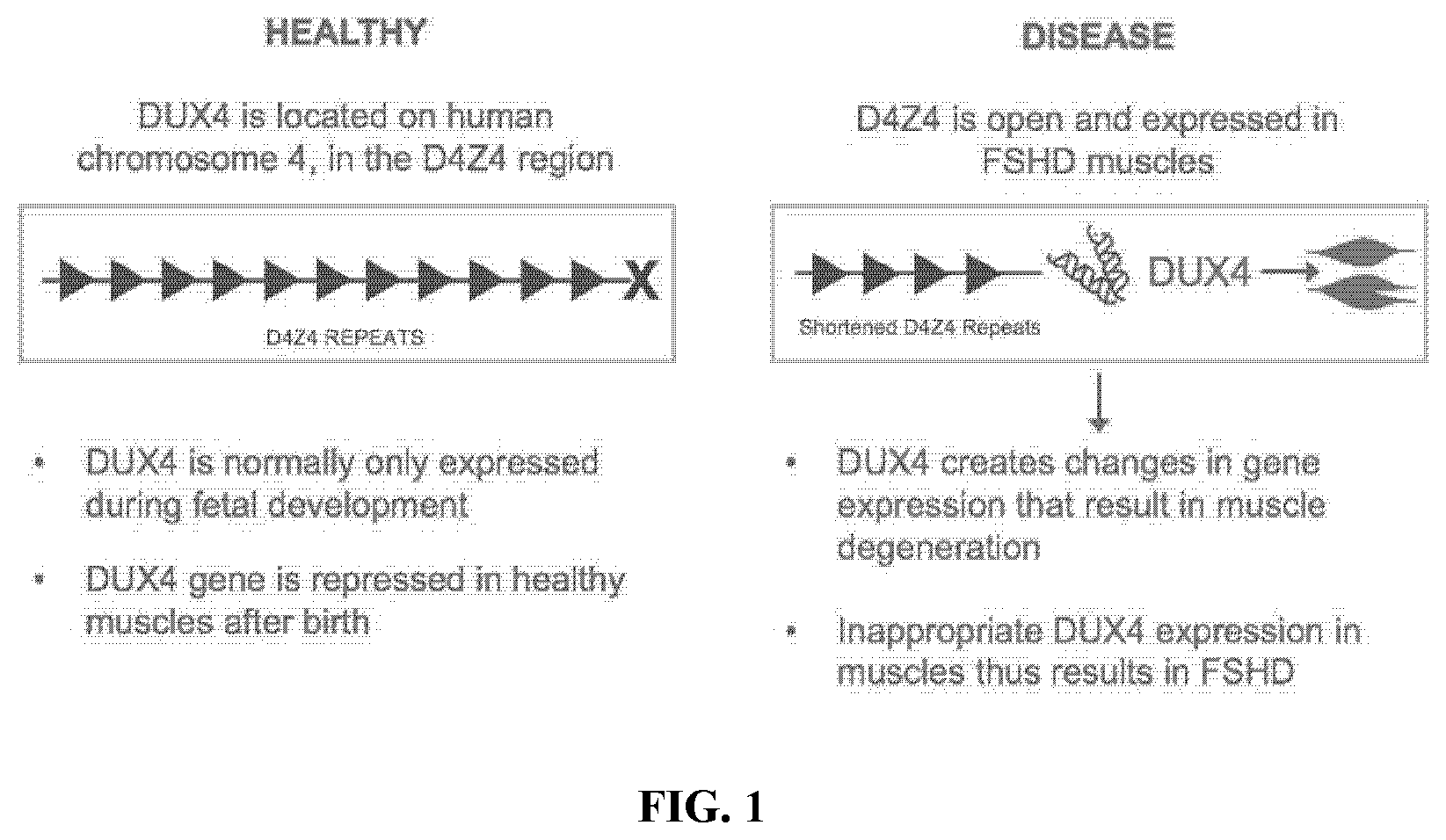 Patent US12157774 Figure 1 – Compositions and methods of treating facioscapulohumeral muscular dystrophy