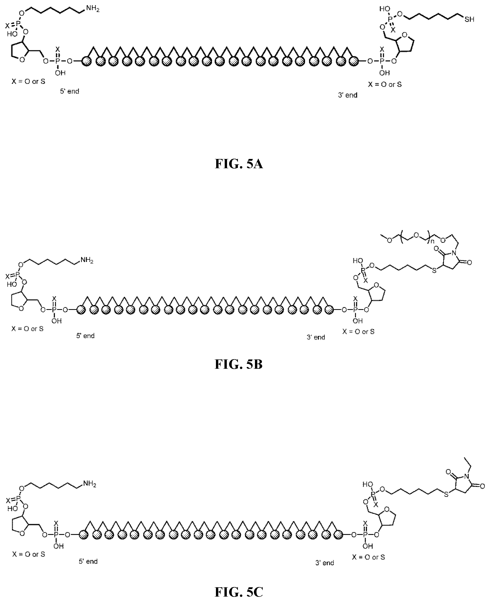 Patent US12157774 Figure 6 – Compositions and methods of treating facioscapulohumeral muscular dystrophy