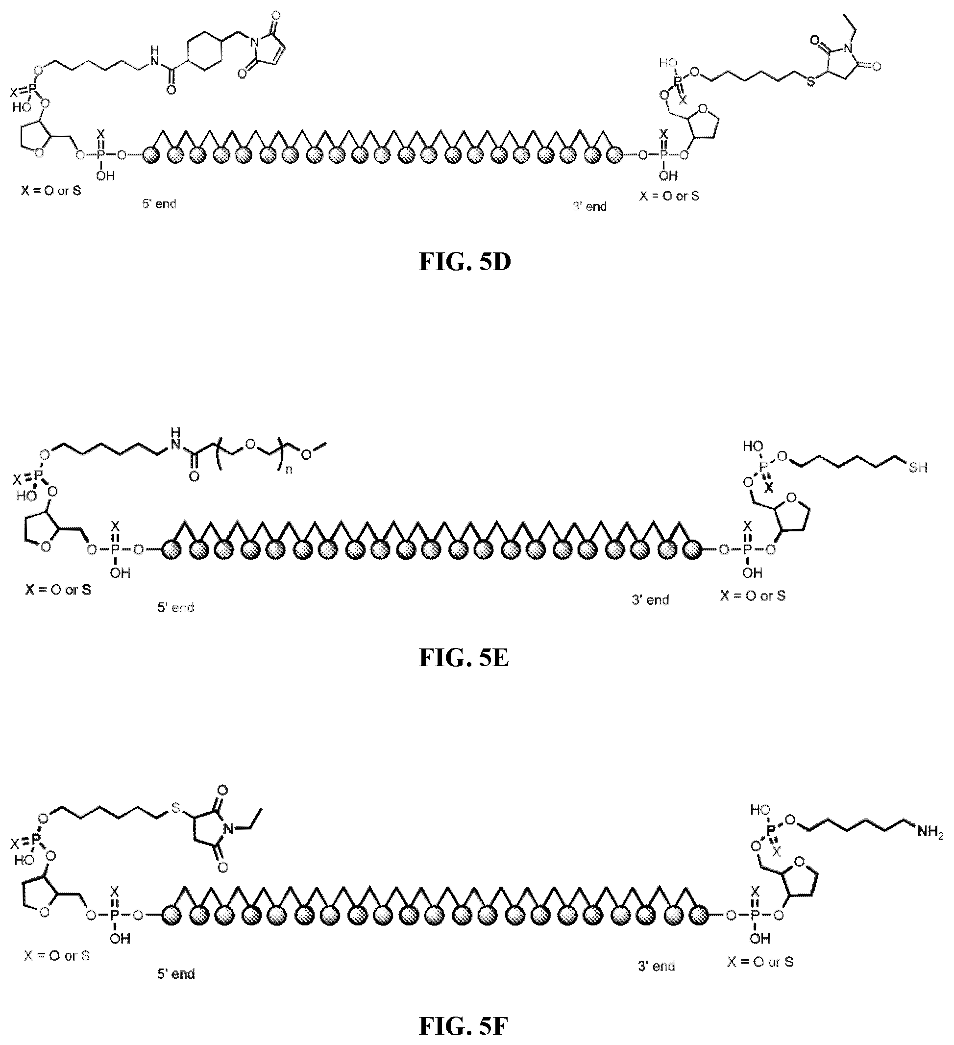 Patent US12157774 Figure 7 – Compositions and methods of treating facioscapulohumeral muscular dystrophy