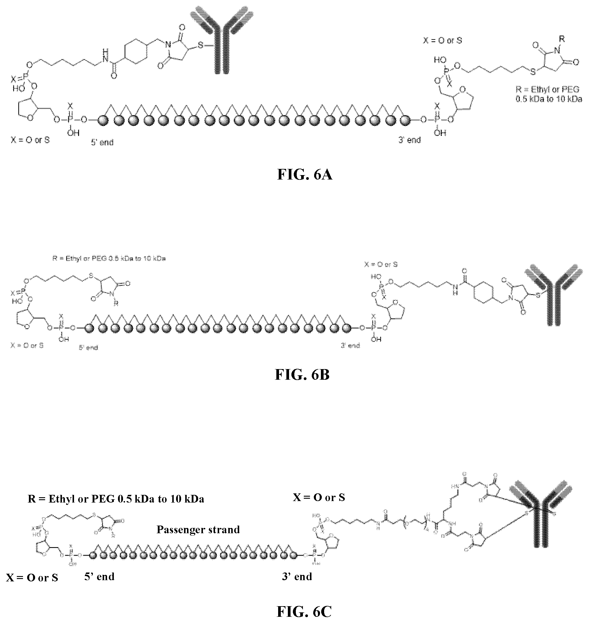 Patent US12157774 Figure 8 – Compositions and methods of treating facioscapulohumeral muscular dystrophy