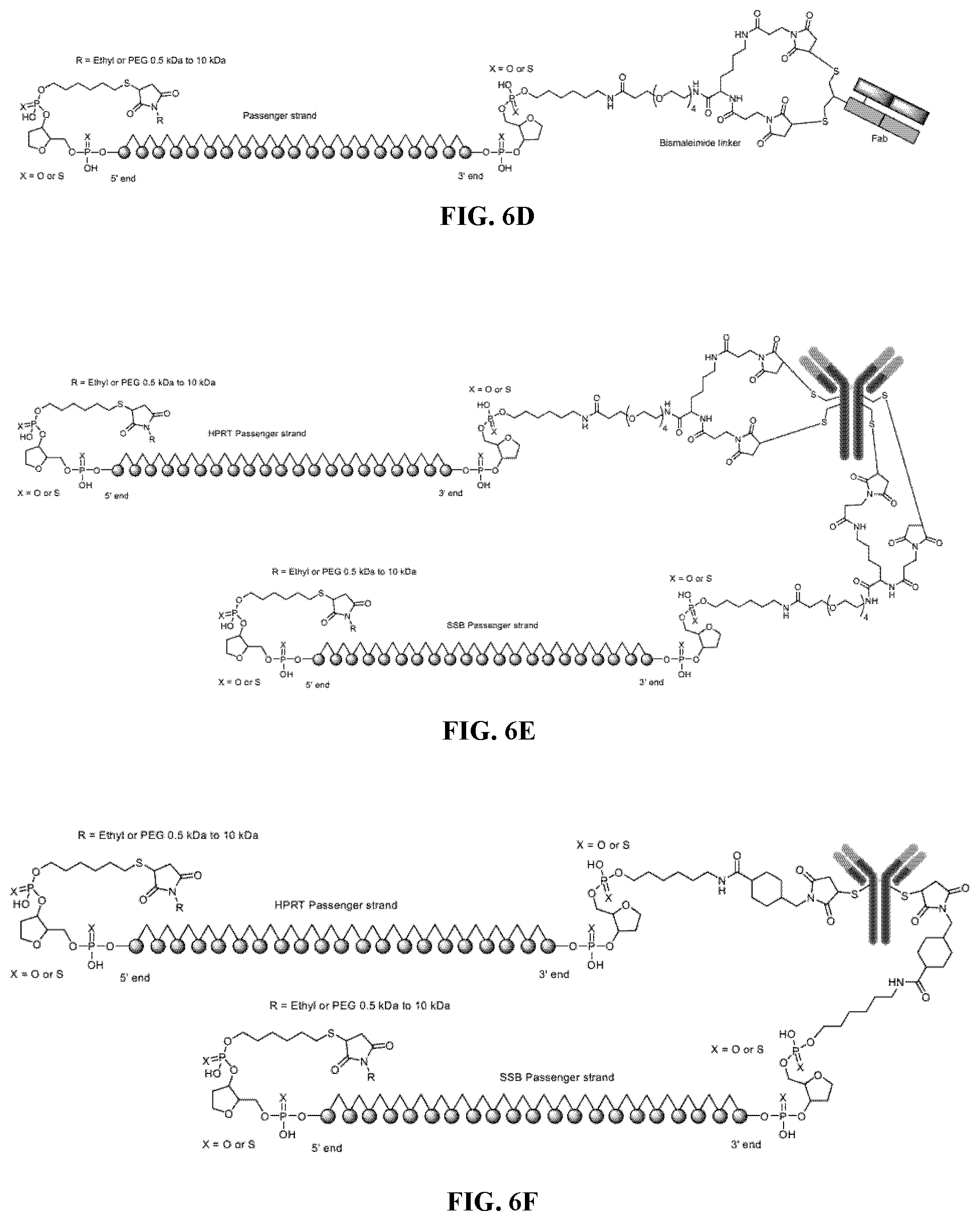 Patent US12157774 Figure 9 – Compositions and methods of treating facioscapulohumeral muscular dystrophy